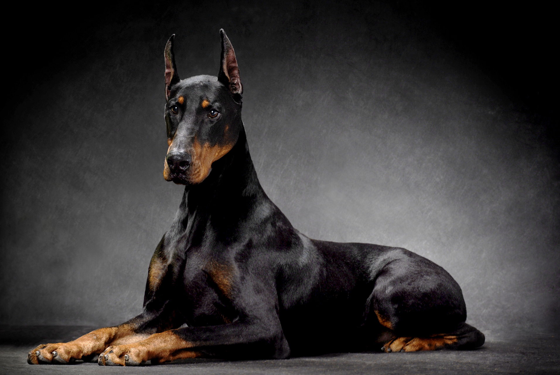 猛犬杜宾犬是一种非常有力,敏捷和勇敢的犬种,通常被用于警卫,护卫和