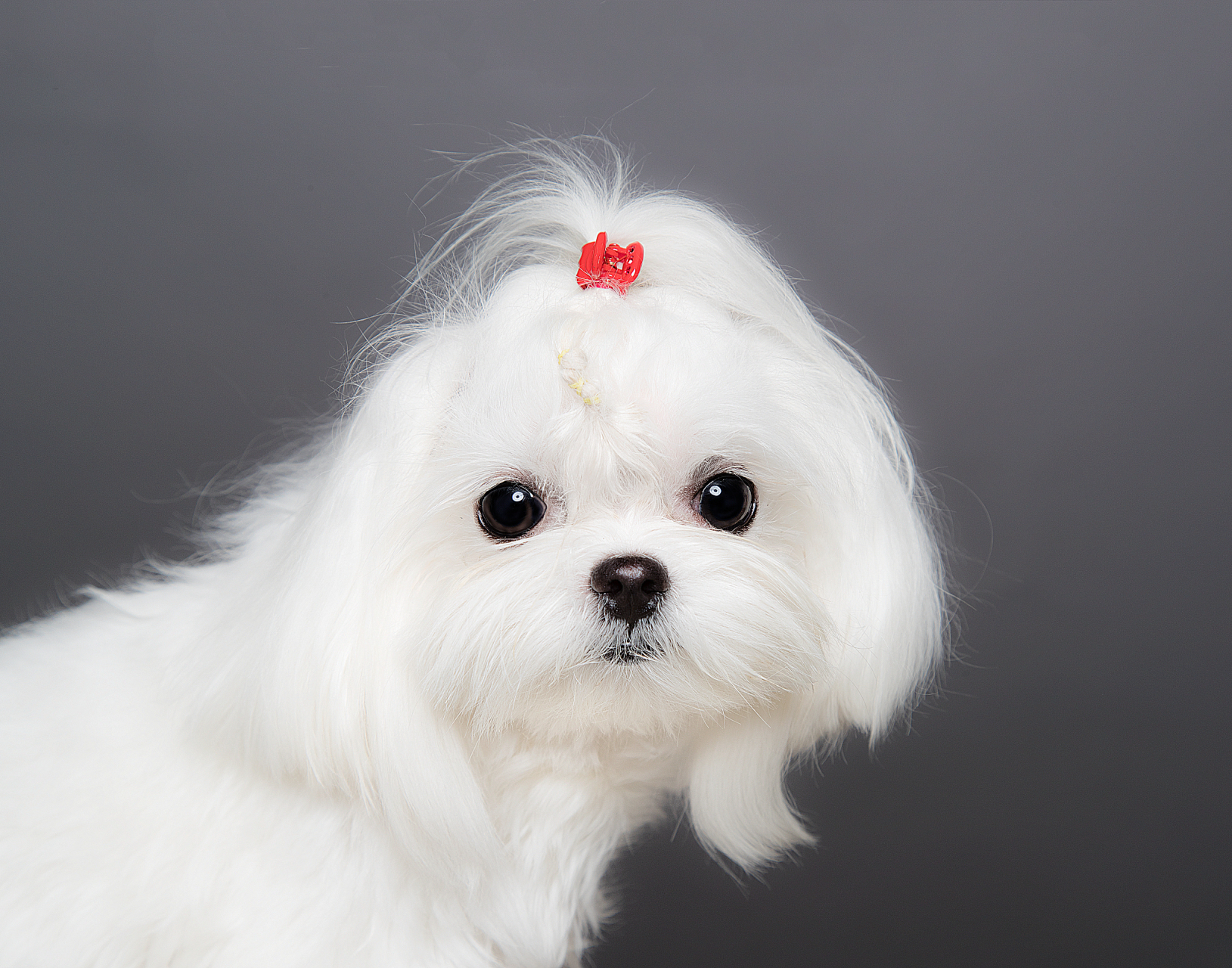 马尔济斯犬(maltese)是一种受欢迎的小型宠物犬品种,起源于地中海地区