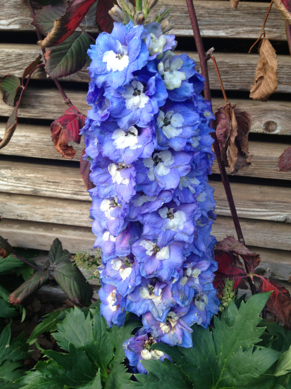 蓝风铃花,作为一种优雅且受欢迎的花卉,其养殖方法和注意事项对于想要