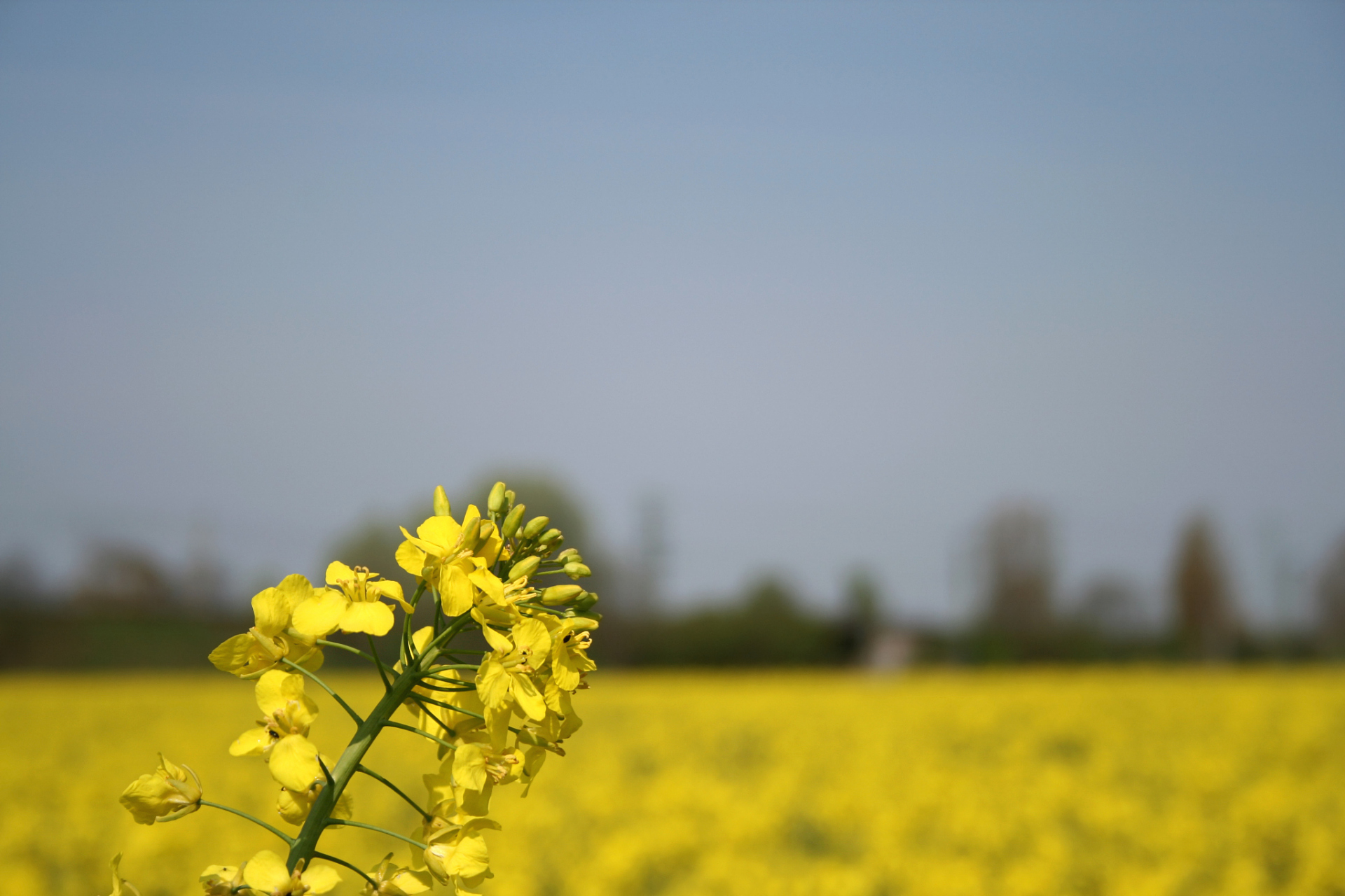 广阳岛的油菜花开了!