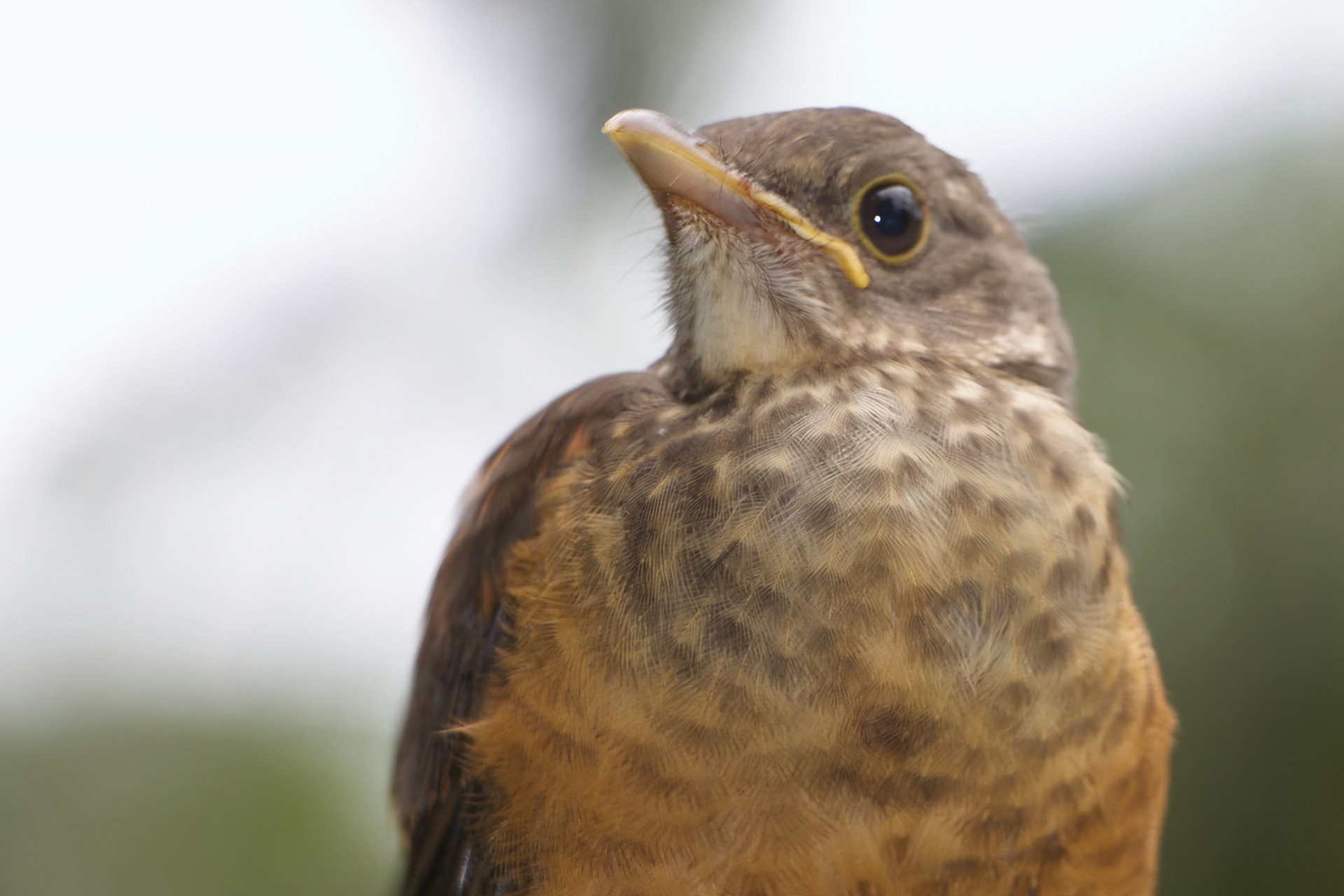 揭秘画眉鸟的多彩羽毛与独特歌声!