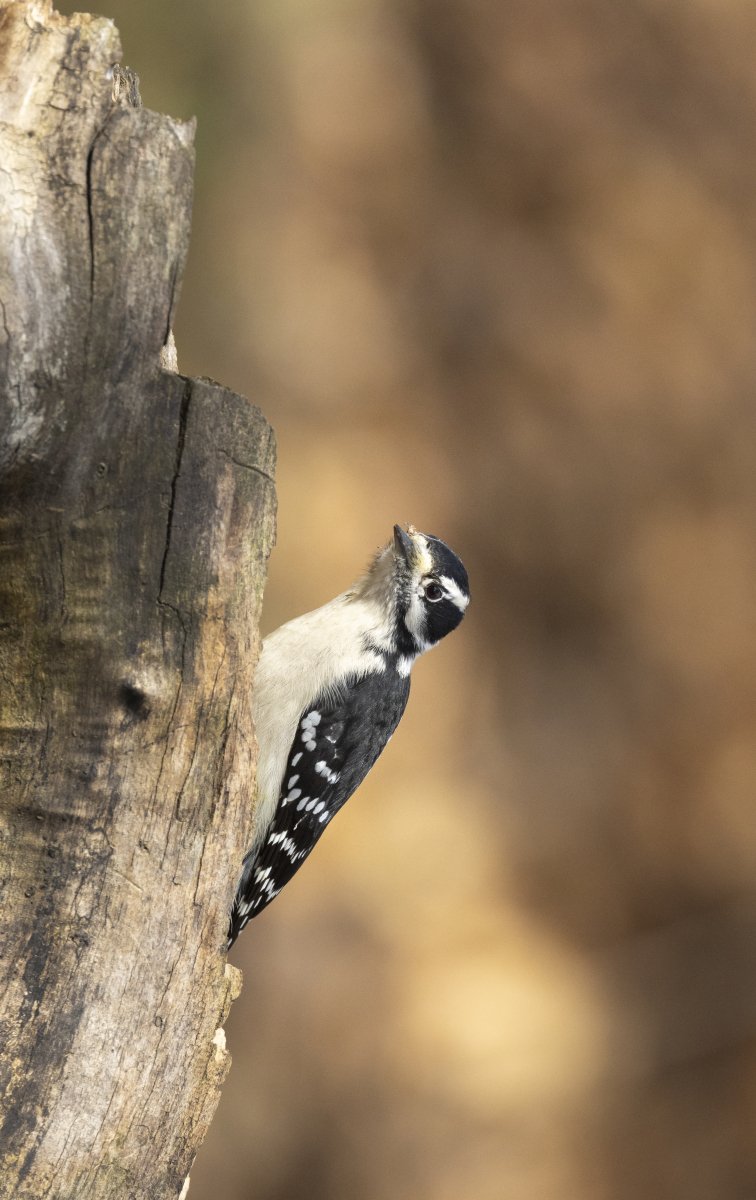 啄木鸟实践活动怎么写_惠企百科