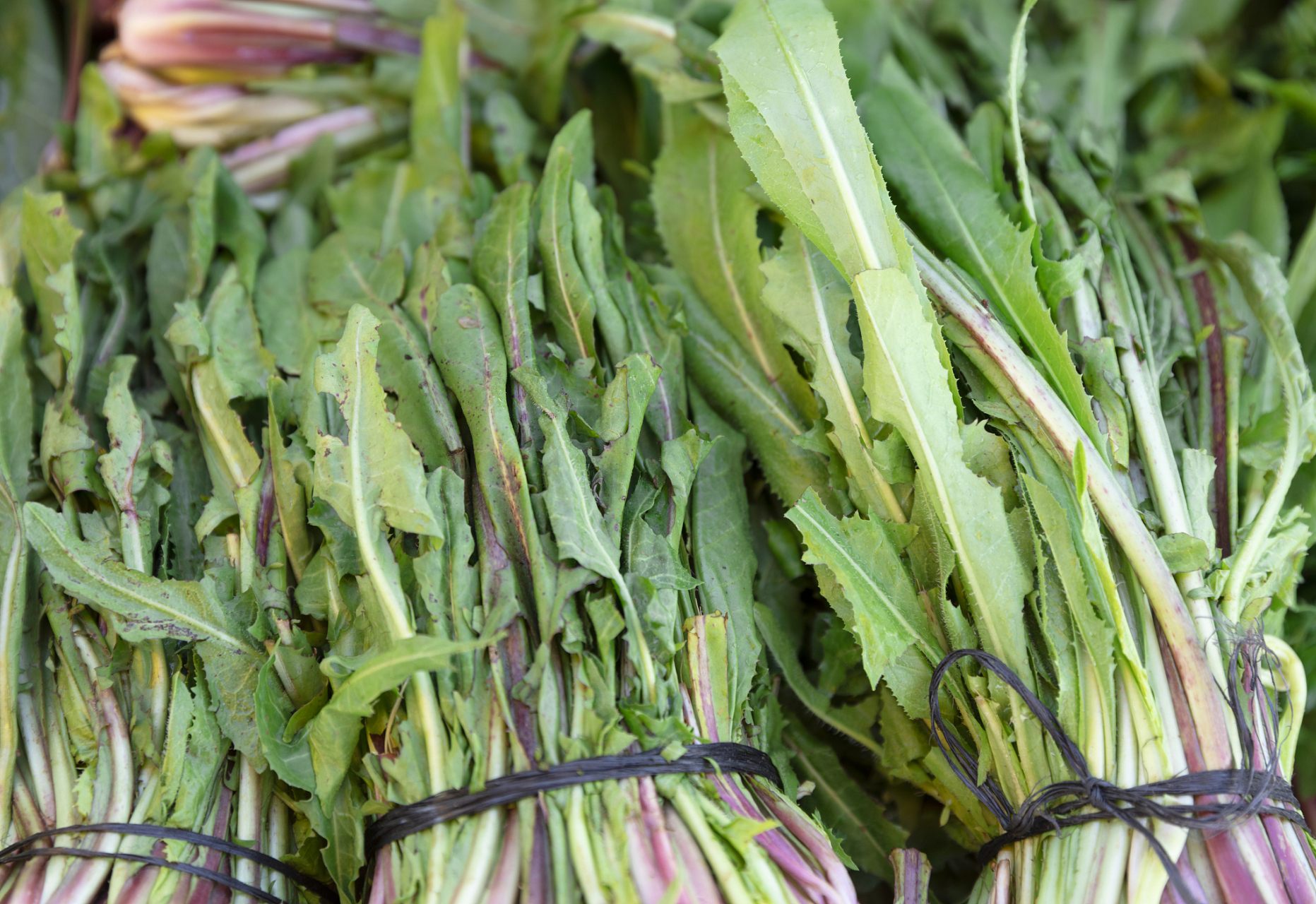 【功效与作用】清热解毒,祛瘀排脓.