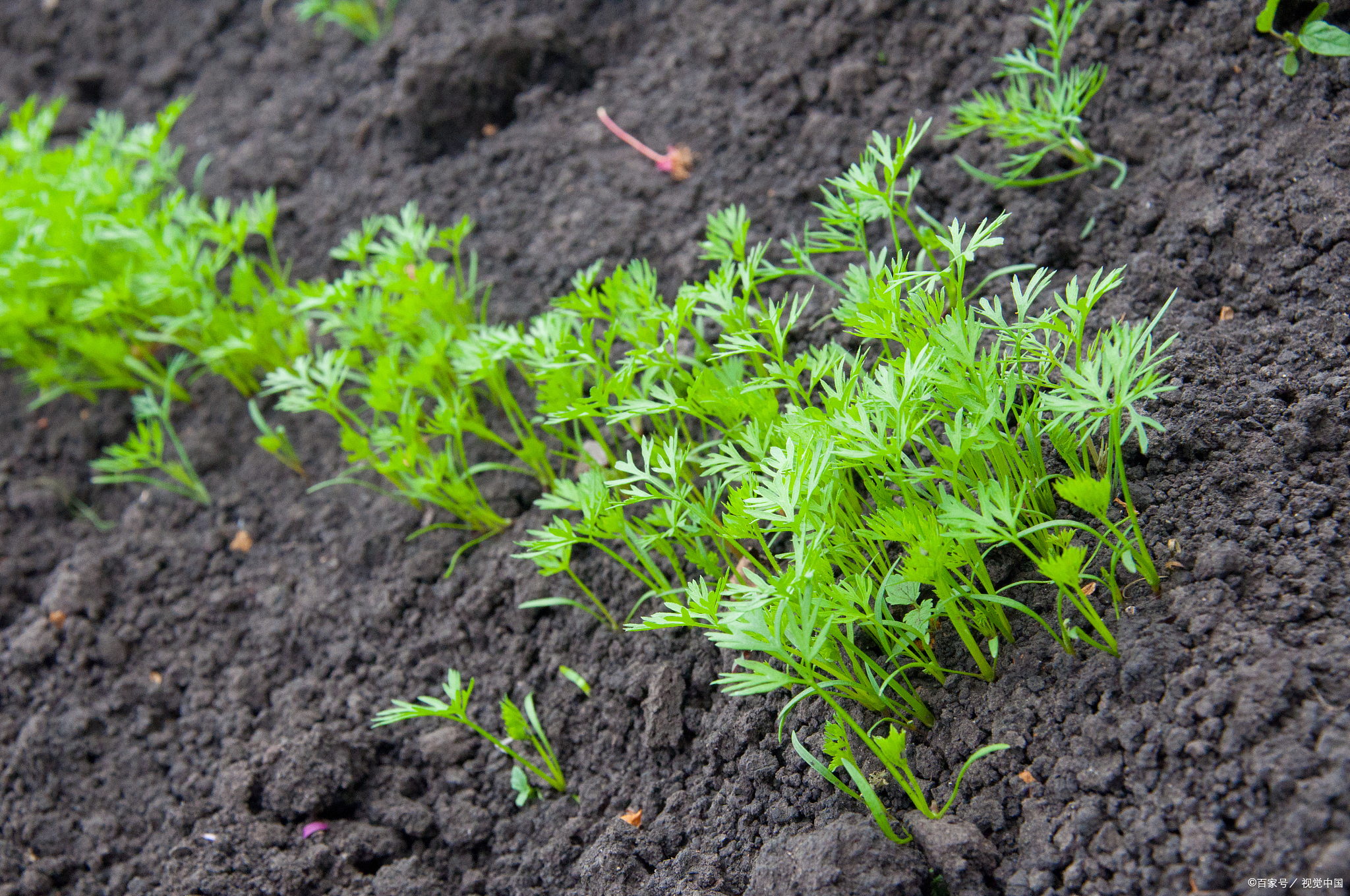 胡萝卜有一半多不出苗,是什么原因?采取3个措施,提高出苗率