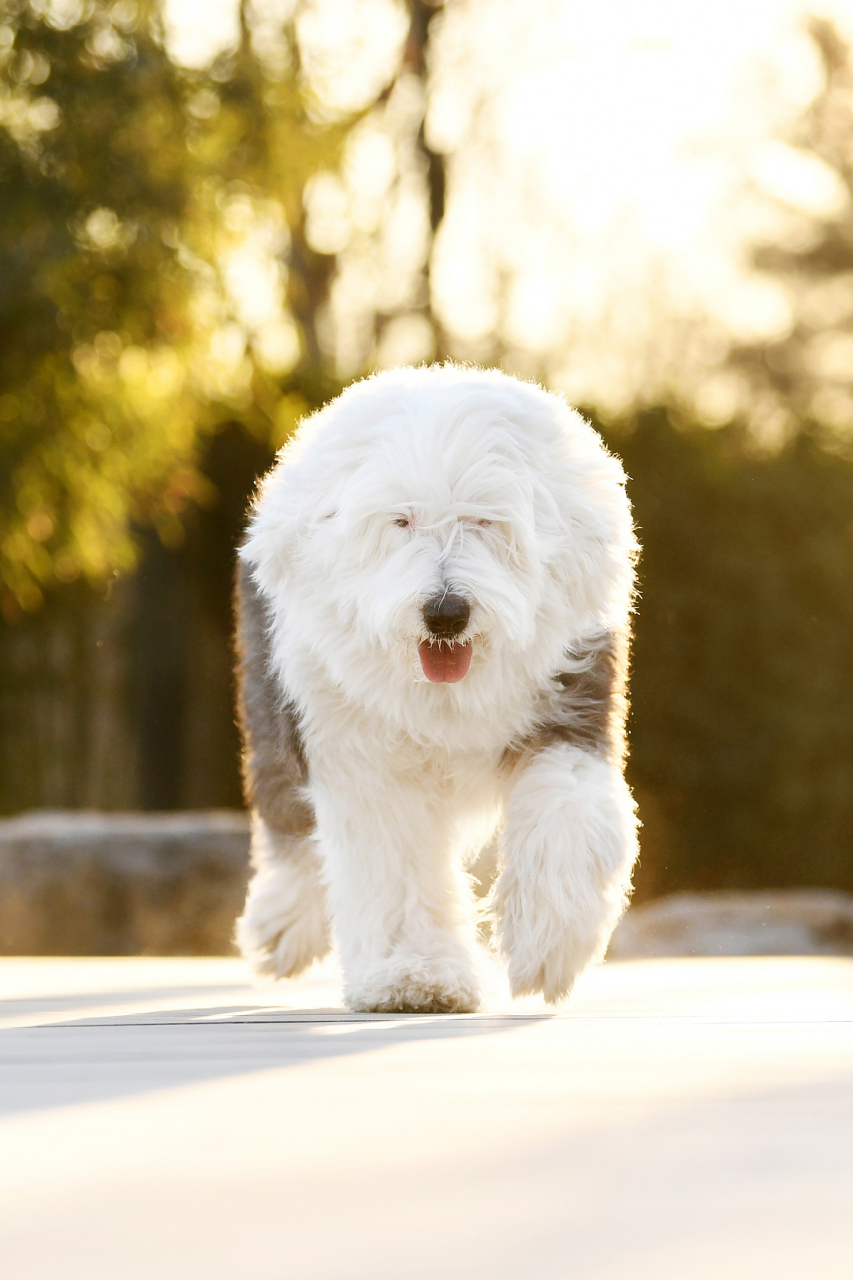 但断尾也给古牧带来委屈和哭泣,呼吁关注动物权益.