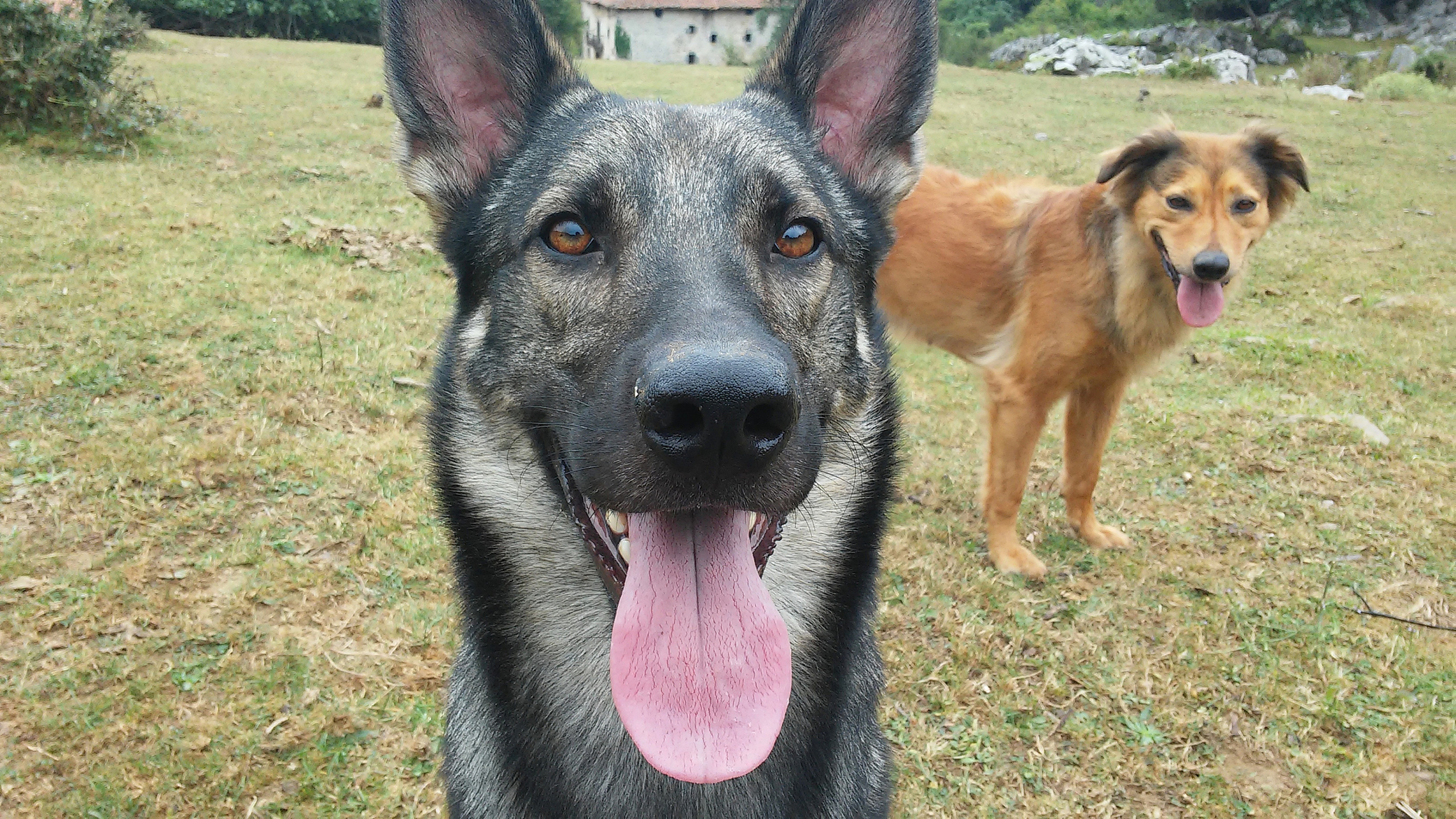 猛犬昆明犬是一种具有强大力量和勇气的犬种,是中国的国犬之一