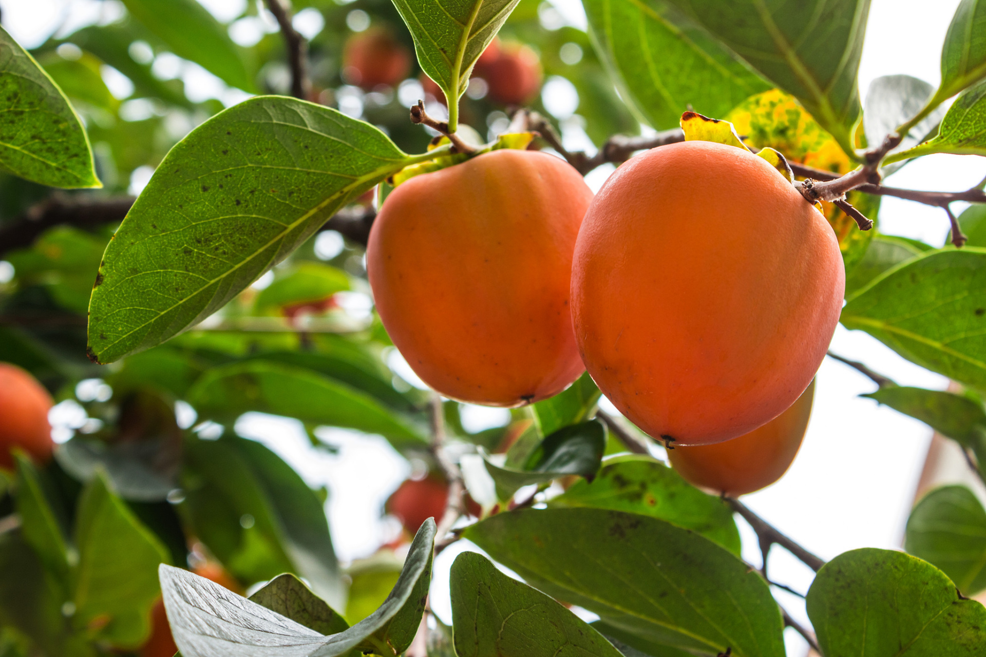 秋天,柿子  一抹晚霞的余晖 照亮了金黄的柿子树 枝头挂满了果实 宛如