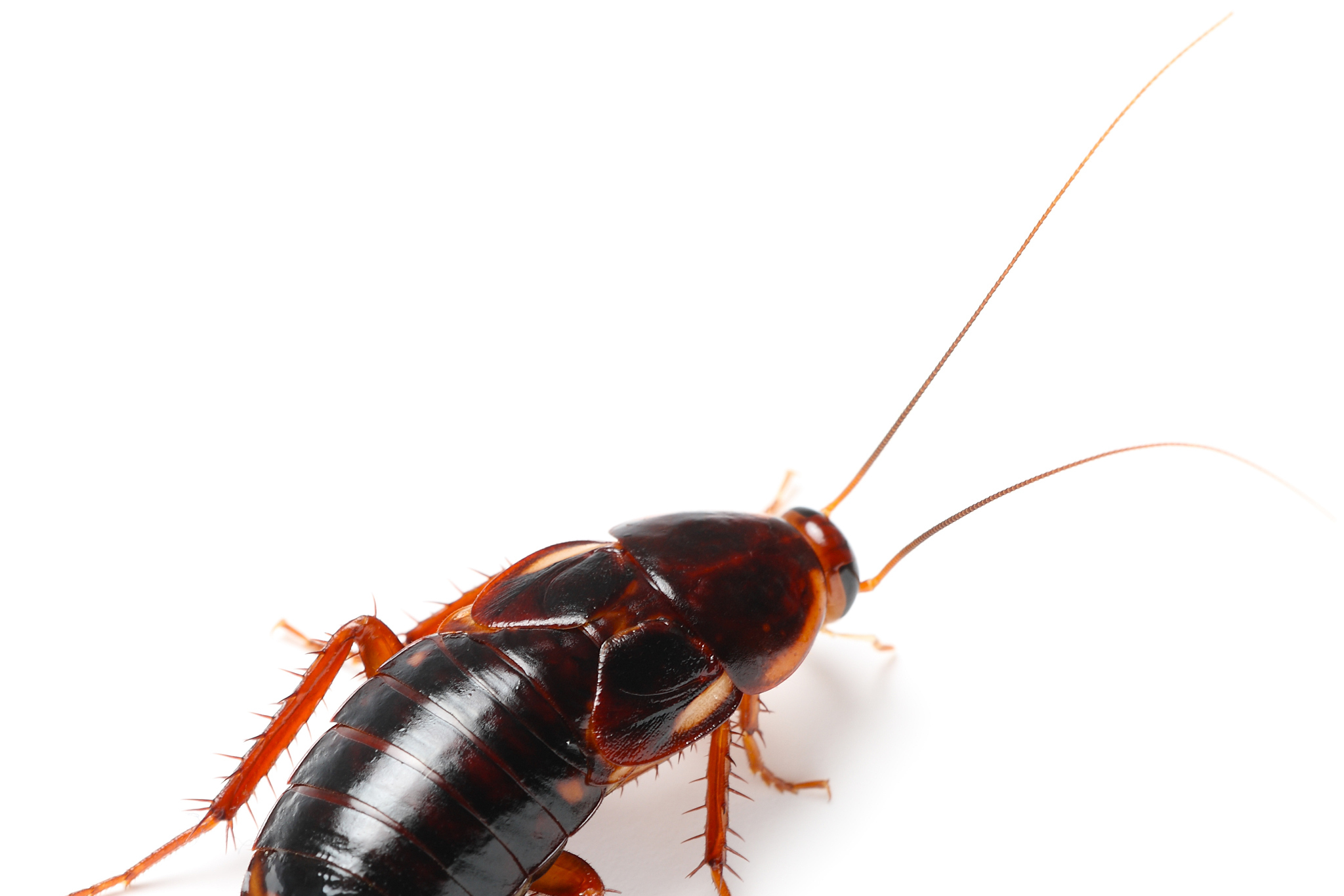 蟑螂并非无性繁殖,而是通过有性生殖进行繁衍,雌性在无雄性个体情况下