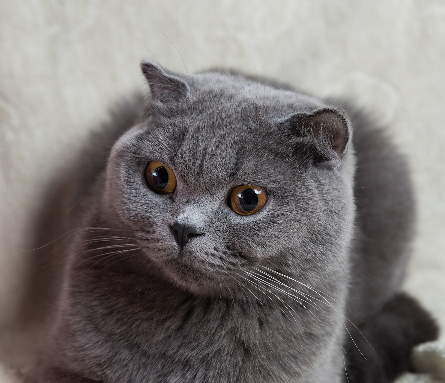 知识创作挑战赛# 蓝猫的发腮需要遵循一定的原则:  补充足够的动物性