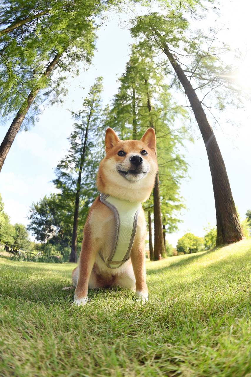 可爱柴犬壁纸图片