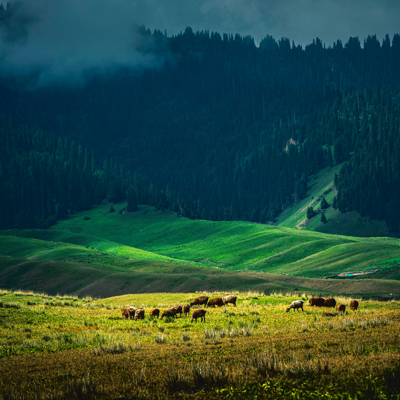 奇遇那拉提#那拉提巩乃斯草原位于中国新疆喀什地区,是一片被誉为"