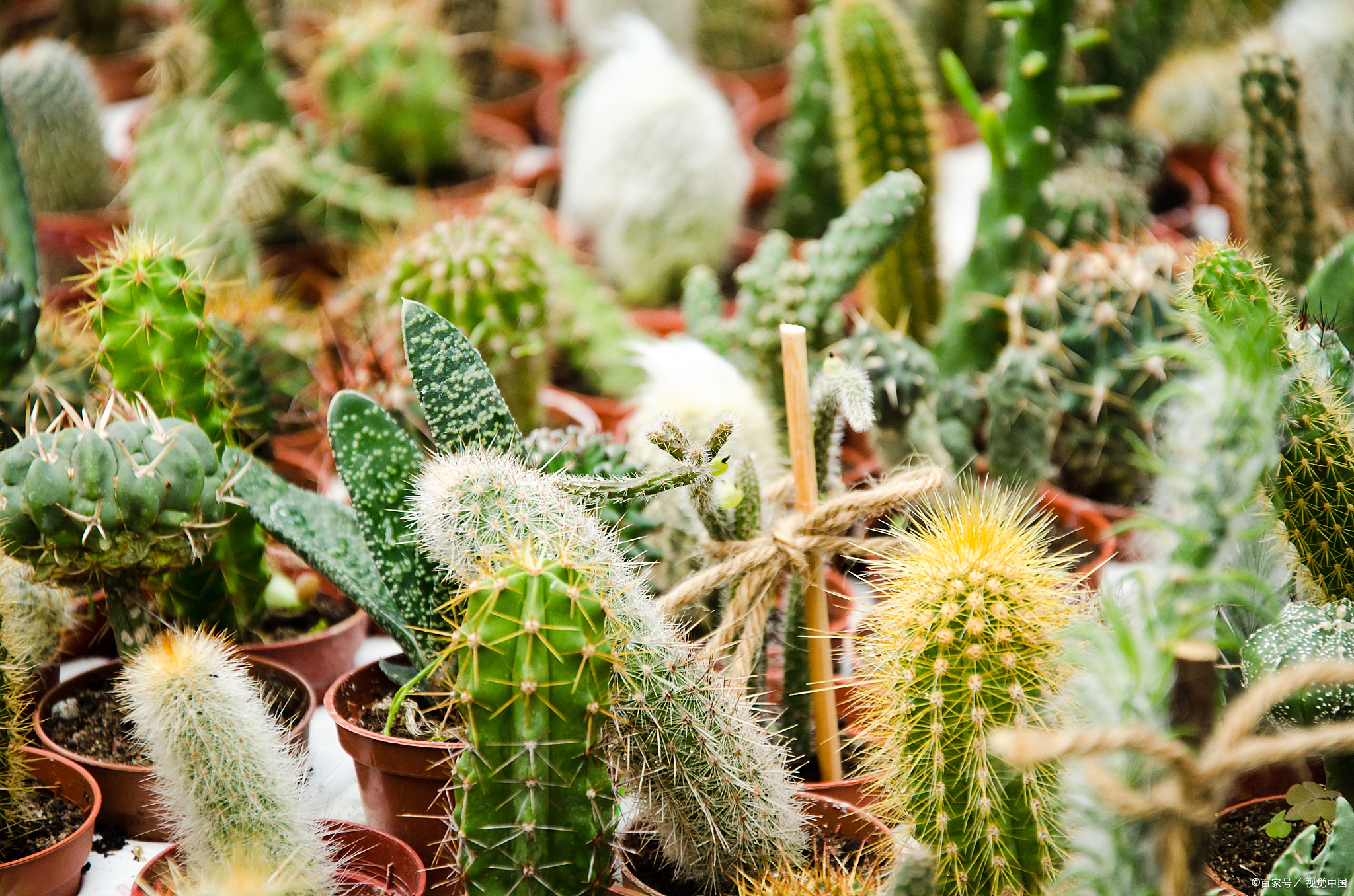 仙人掌如何养护?仙人掌养护也需要方法和技巧