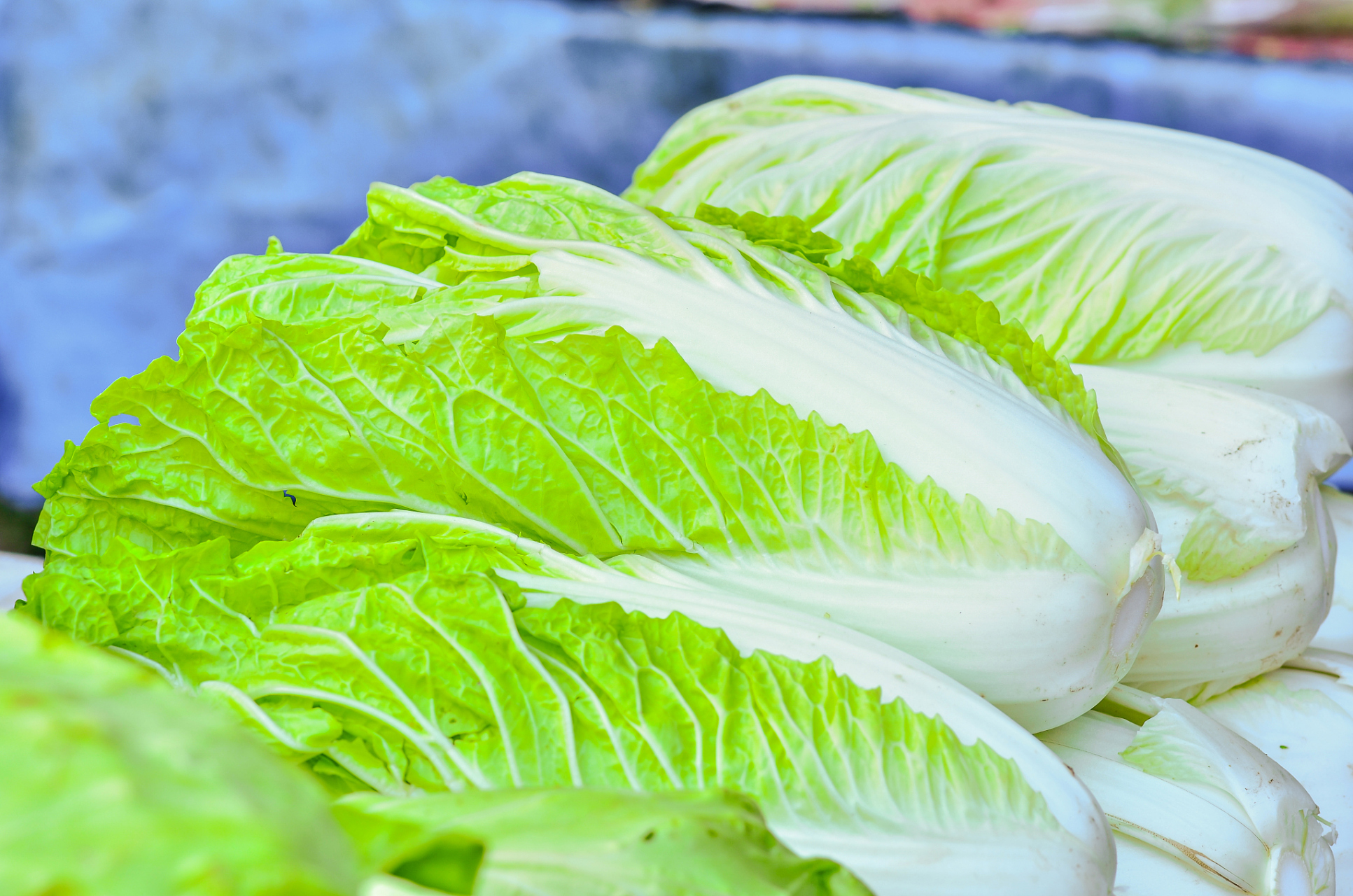 春白菜的功效与作用是什么?