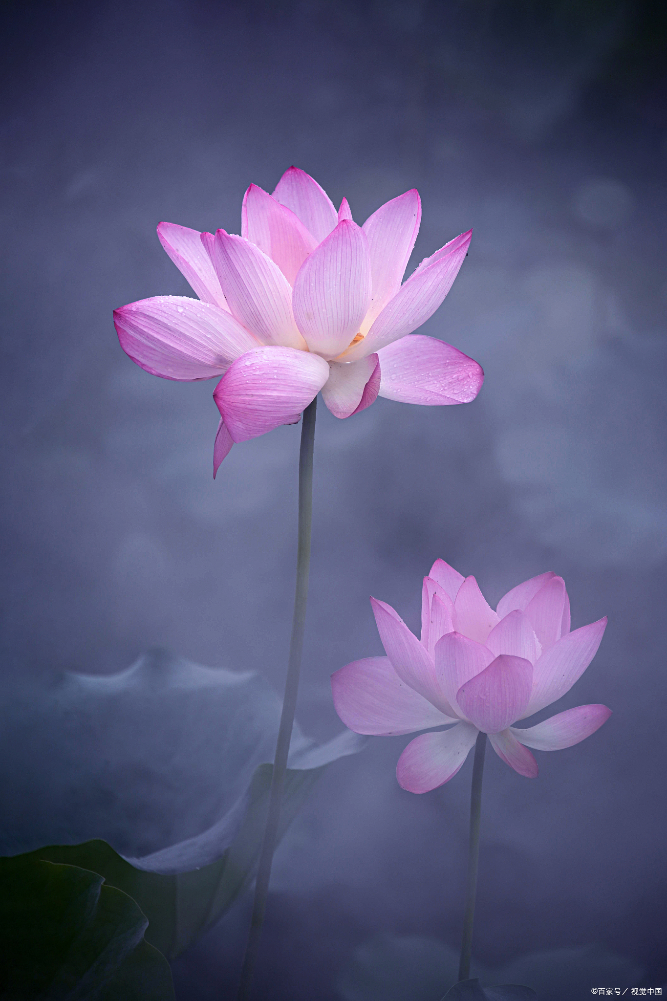 自古求道如弹琴,清浊高低一念心. 急切勇猛弦易断,懈怠慵懒韵律沉