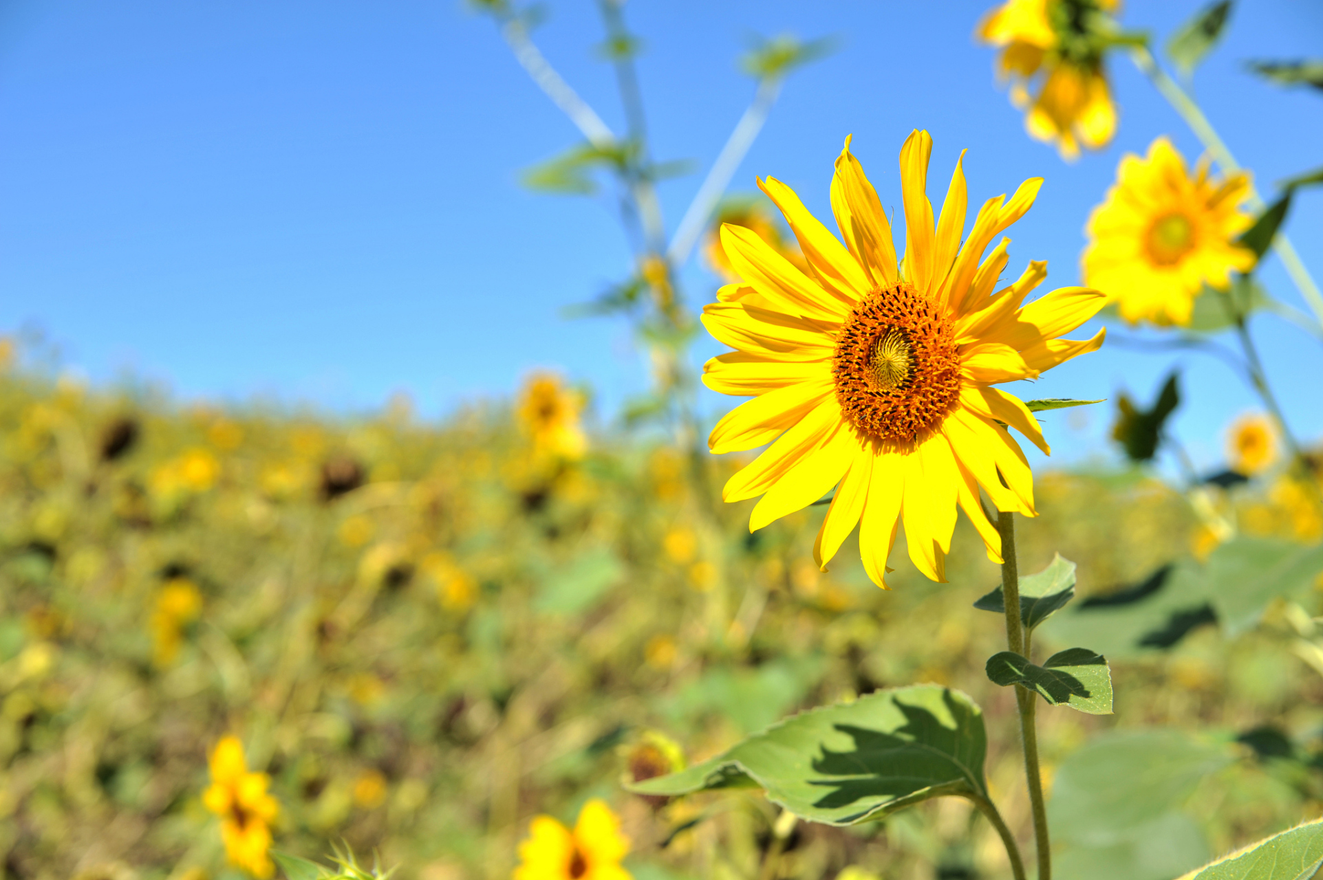 "阳光正好,心情如这明媚的日光一般灿烂.