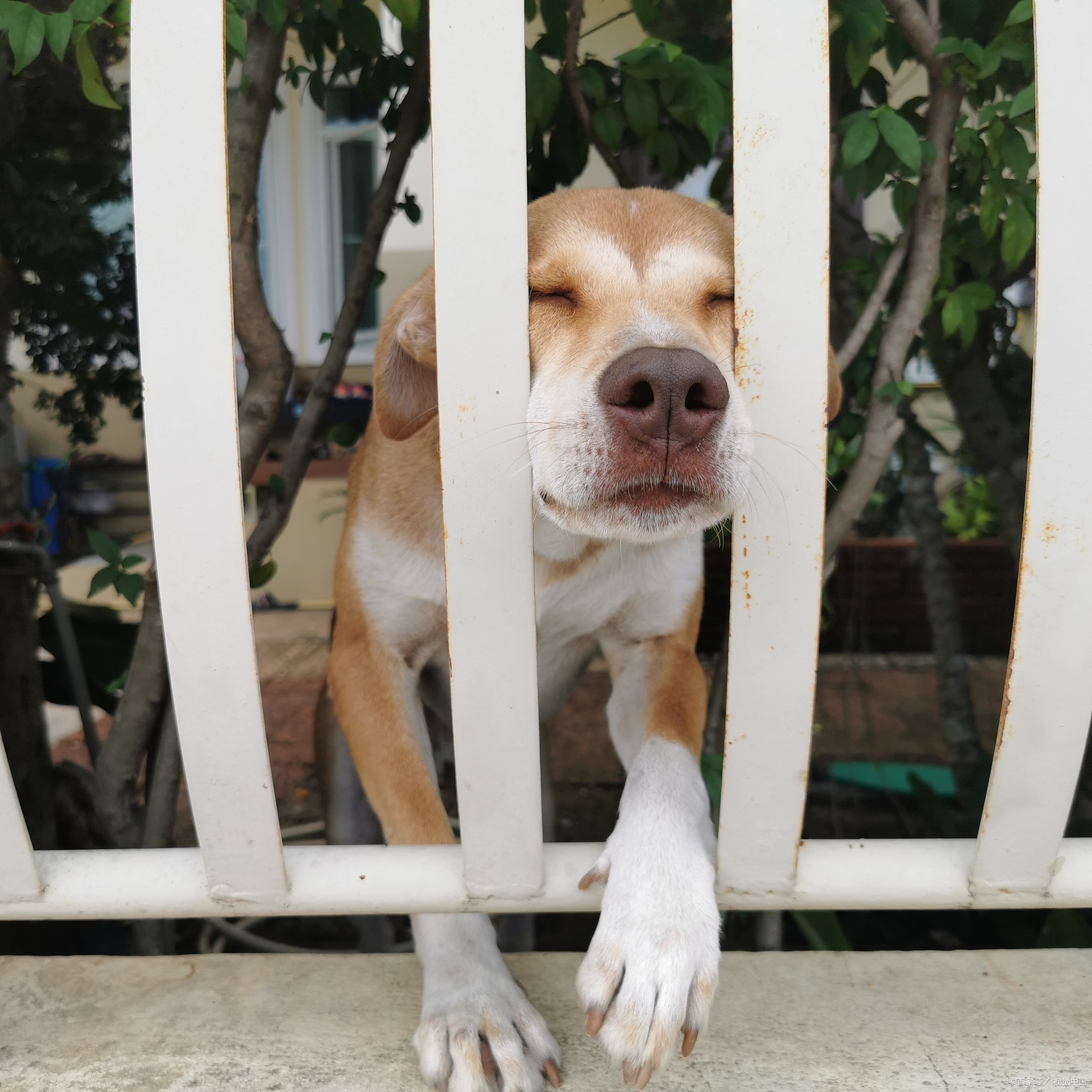 小狗其实是可以吃橘子的,只不过一定要注意适量