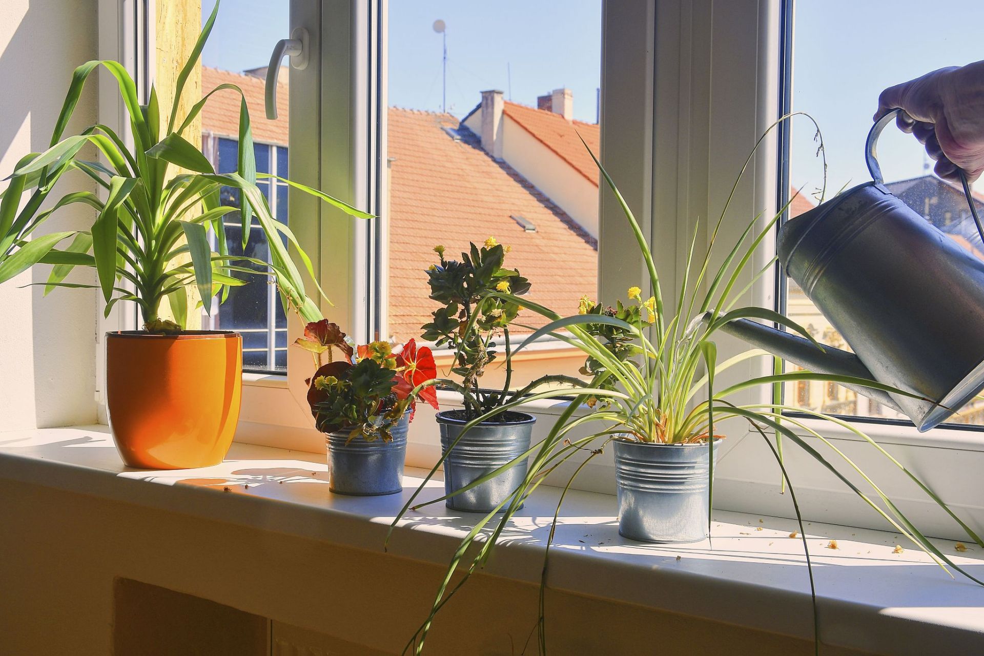 初冬的暖阳 午后的阳光,是初冬的赠礼, 轻轻洒在窗台,如金黄色的丝缕.