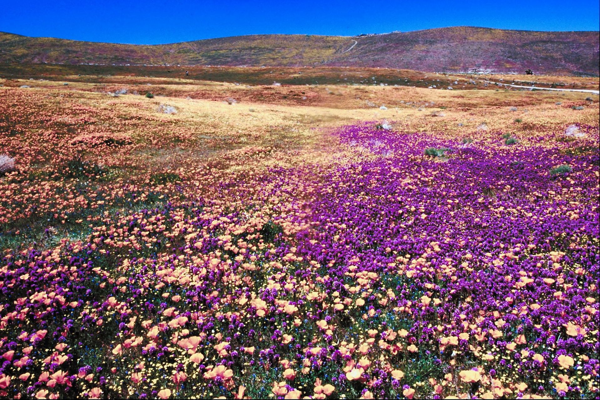 野花遍地,如织锦繁花,浅唱着春天的赞歌