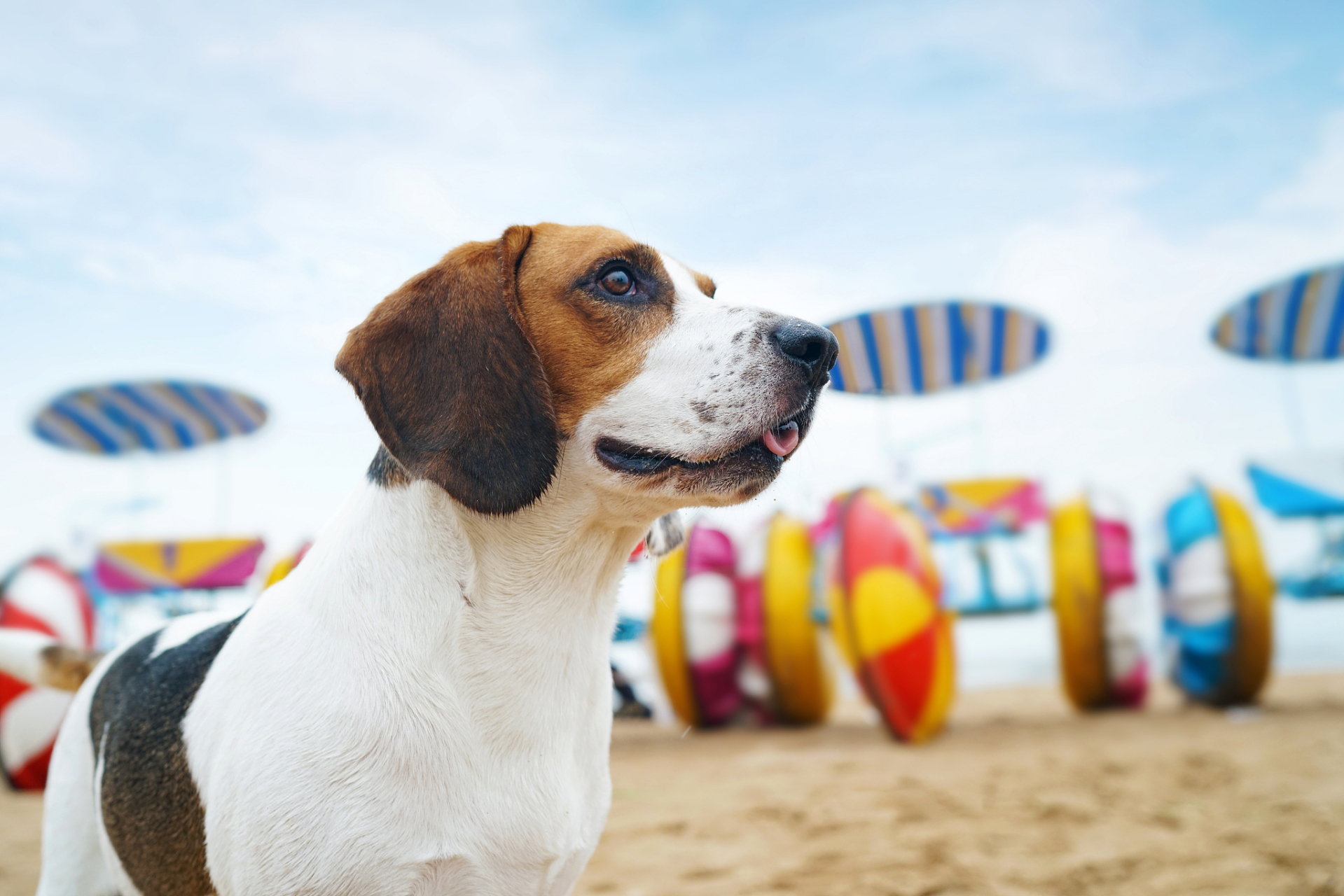 比格犬,智商虽中等但性格超级开朗!洪亮的吠声如森林之铃.