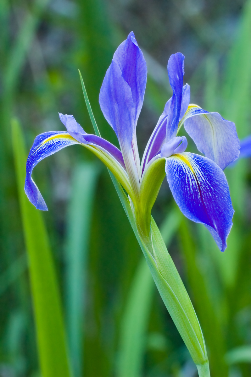 鸢尾花花开烂掉,是病了还是养护不当?
