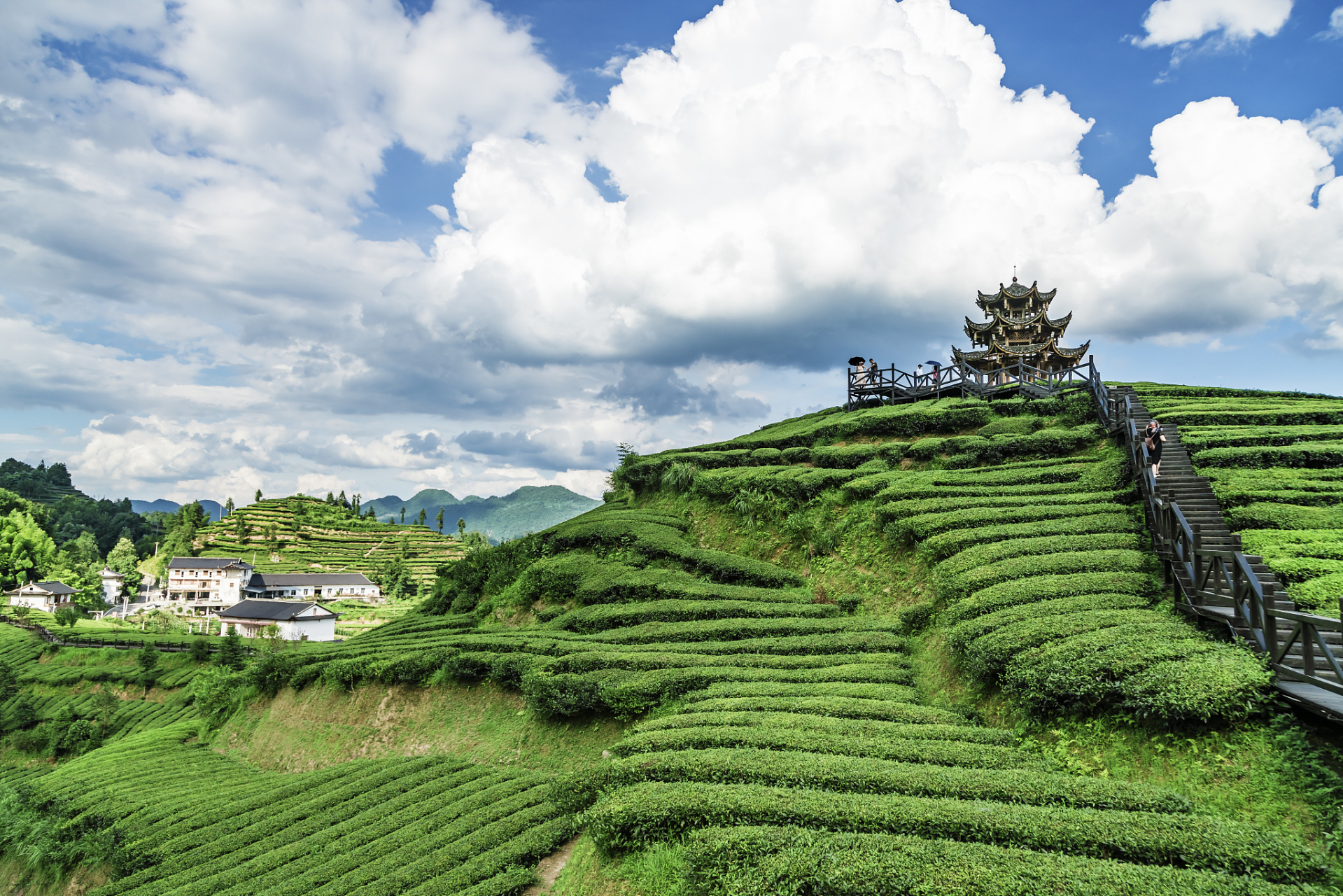 雁南飞茶田风景区图片图片