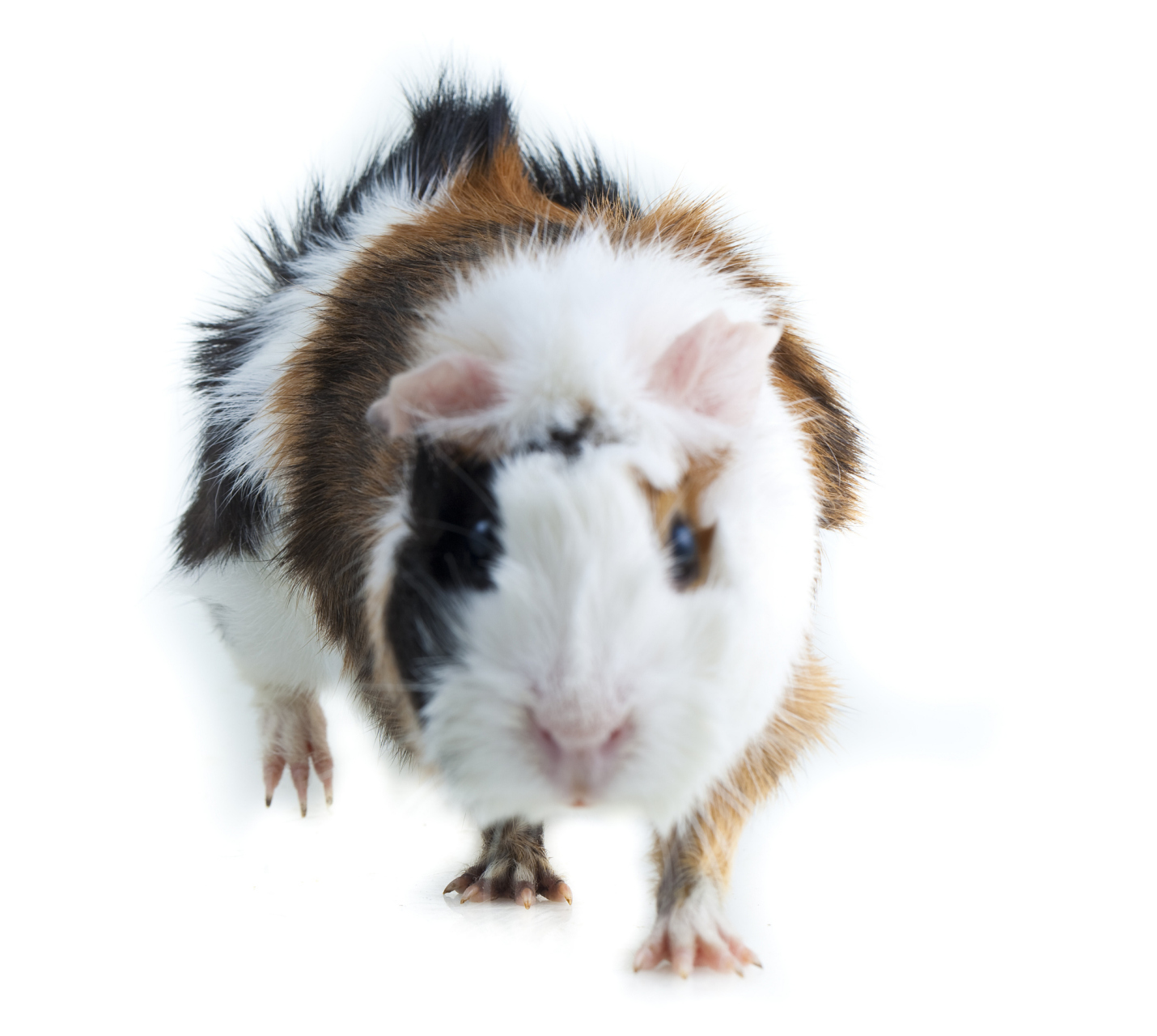 听起来颇具异国风情的名词,实际上是指一种深受人们喜爱的小型宠物猪