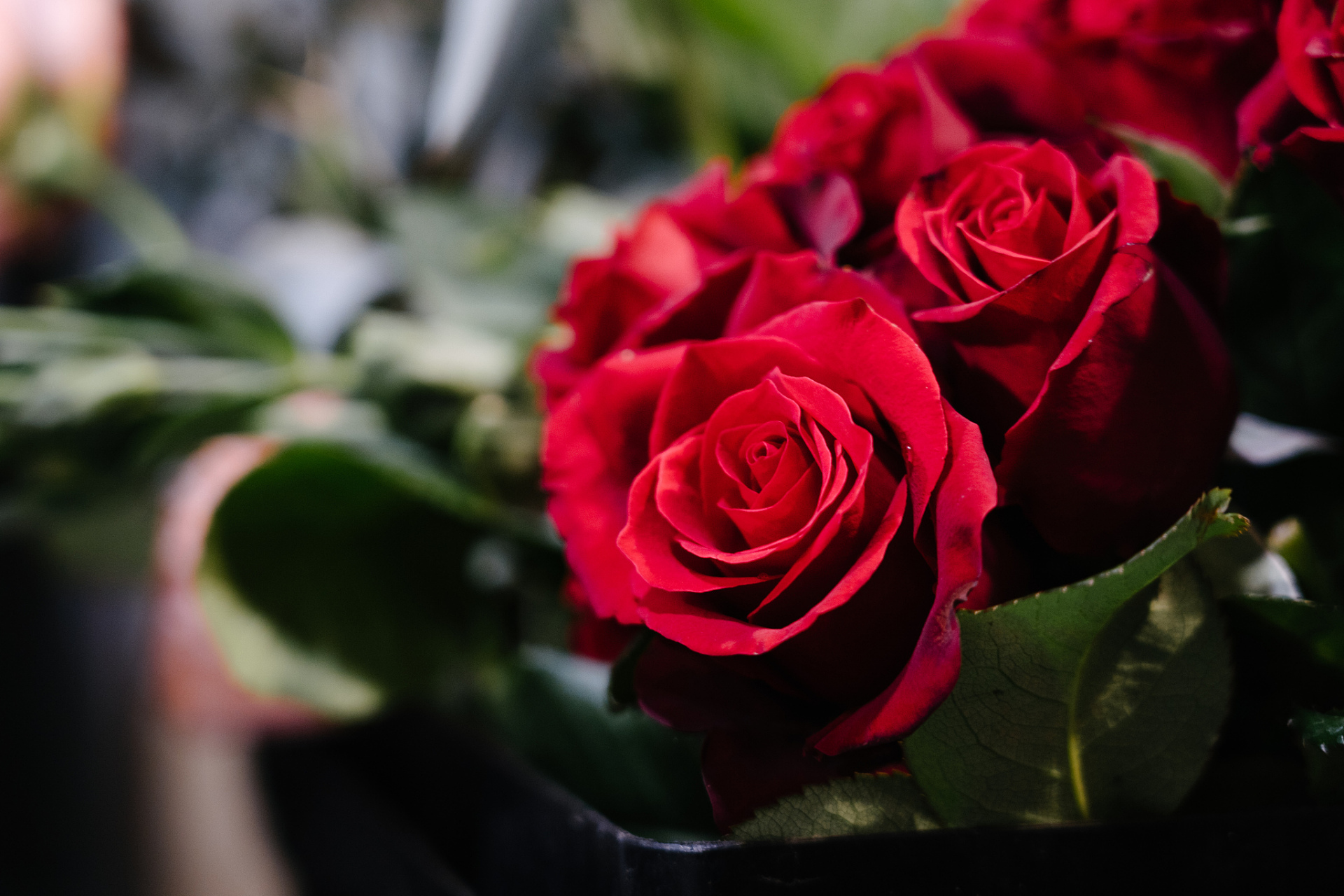 玫瑰花,象征着浓烈而纯洁的爱情,仿佛就是那些甜言蜜语,浪漫瞬间的