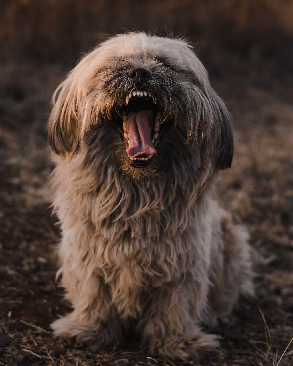 藏狮犬图片