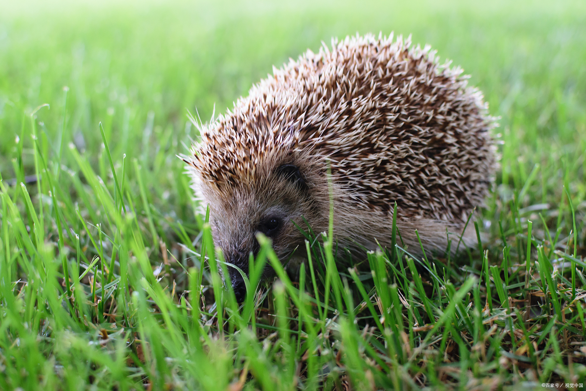 野生刺猬和迷你刺猬有什么区别?