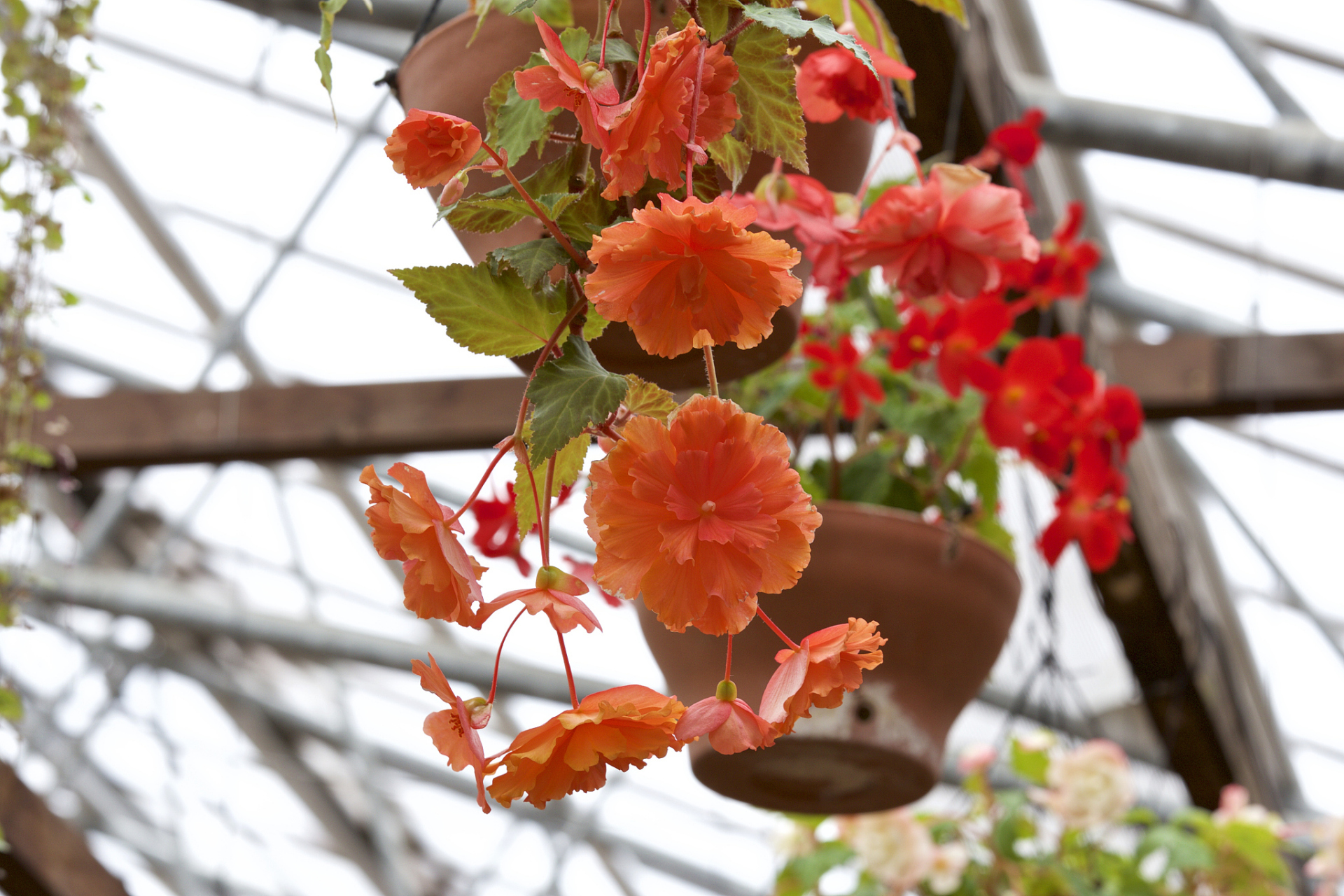 玻璃海棠是一种美丽的花卉,扦插是其繁殖的常见方法.