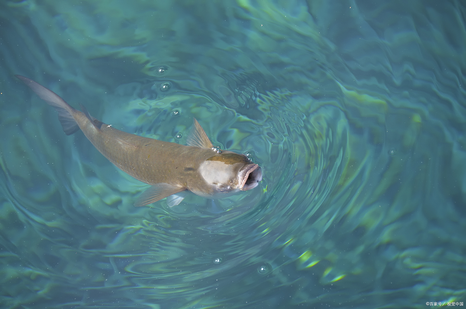 鱼在水面上张嘴,究竟所为何事?