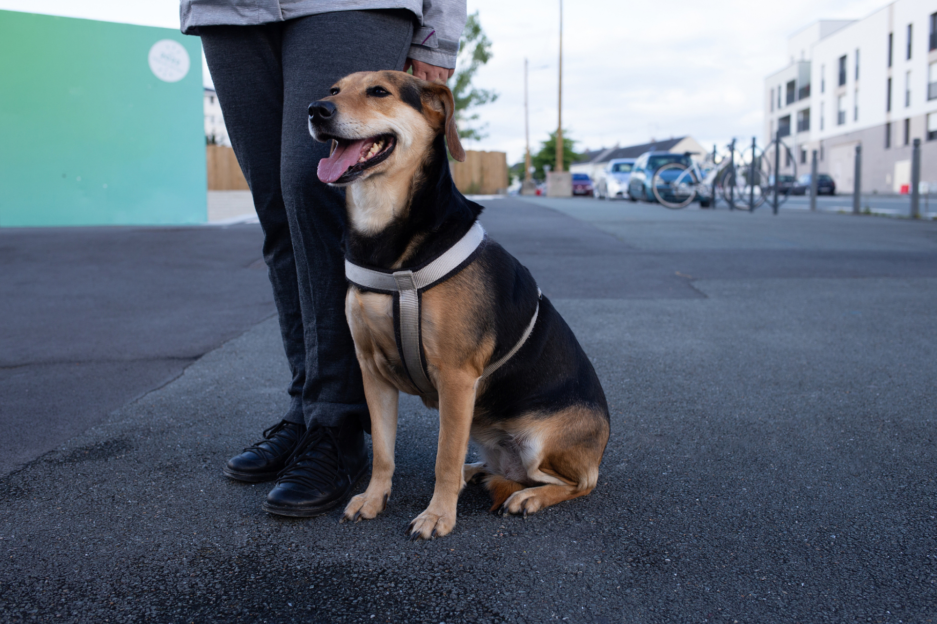 比格犬壁纸图片