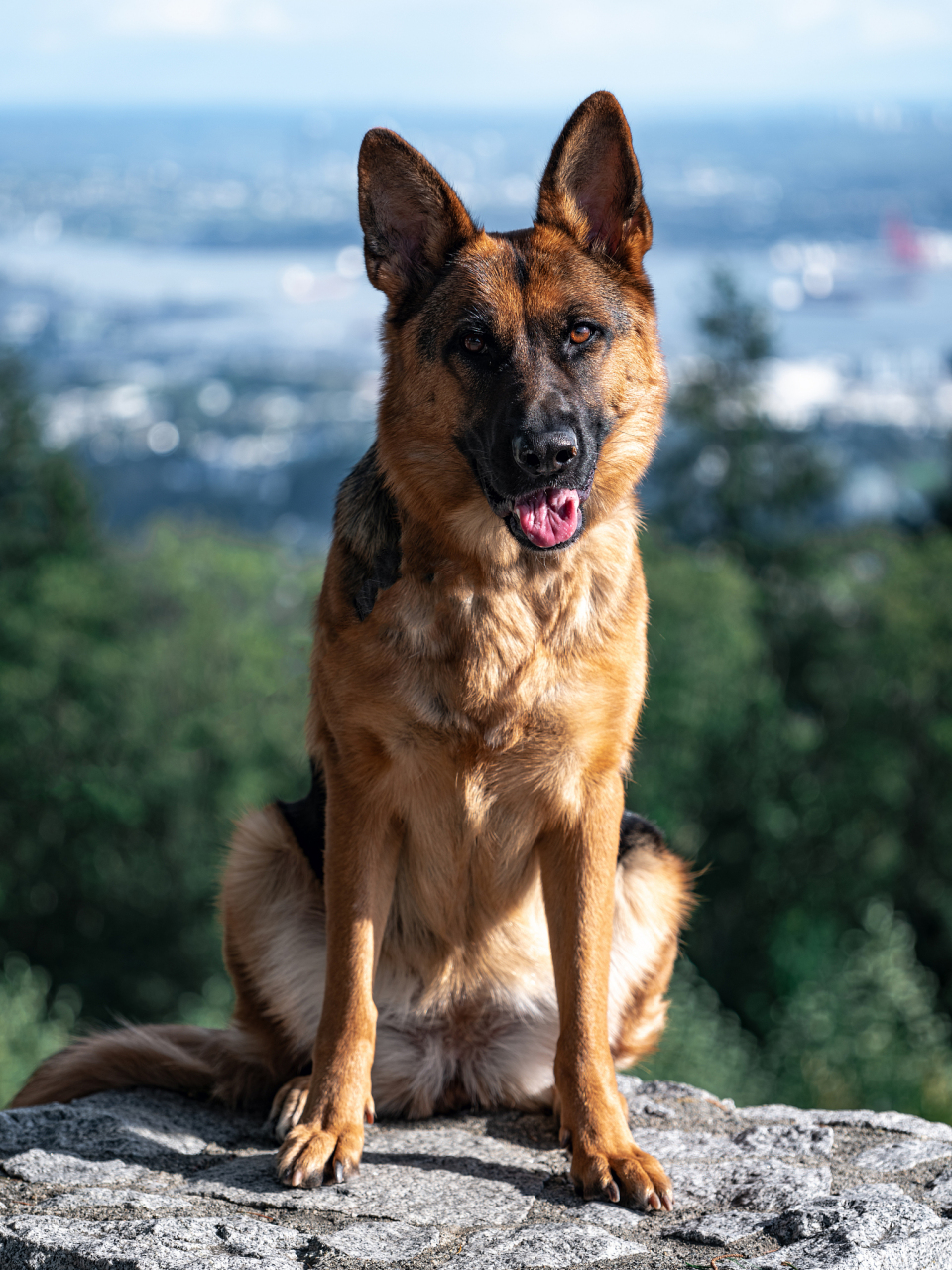 德国牧羊犬手机壁纸图片