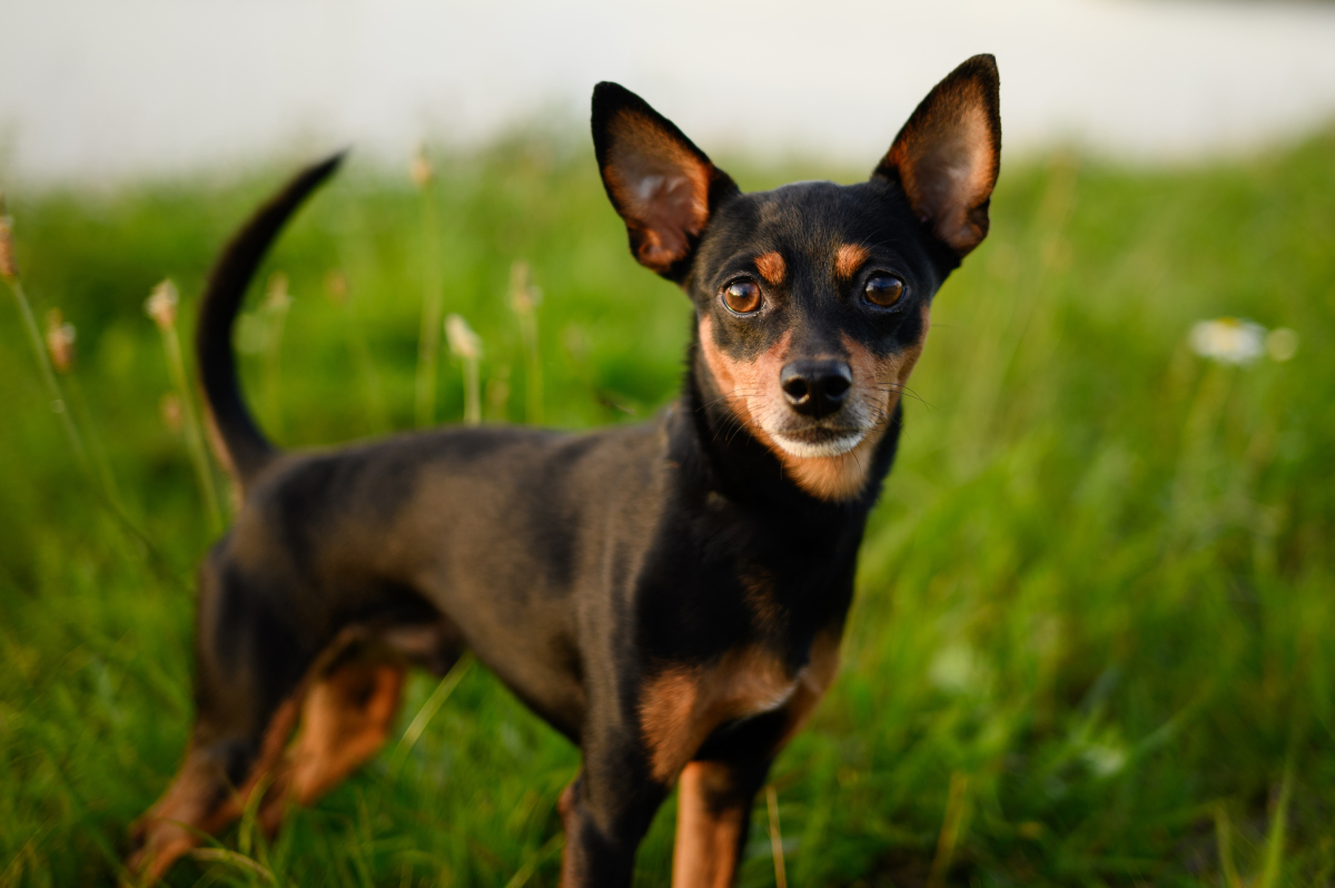 小鹿犬 不只是萌宠