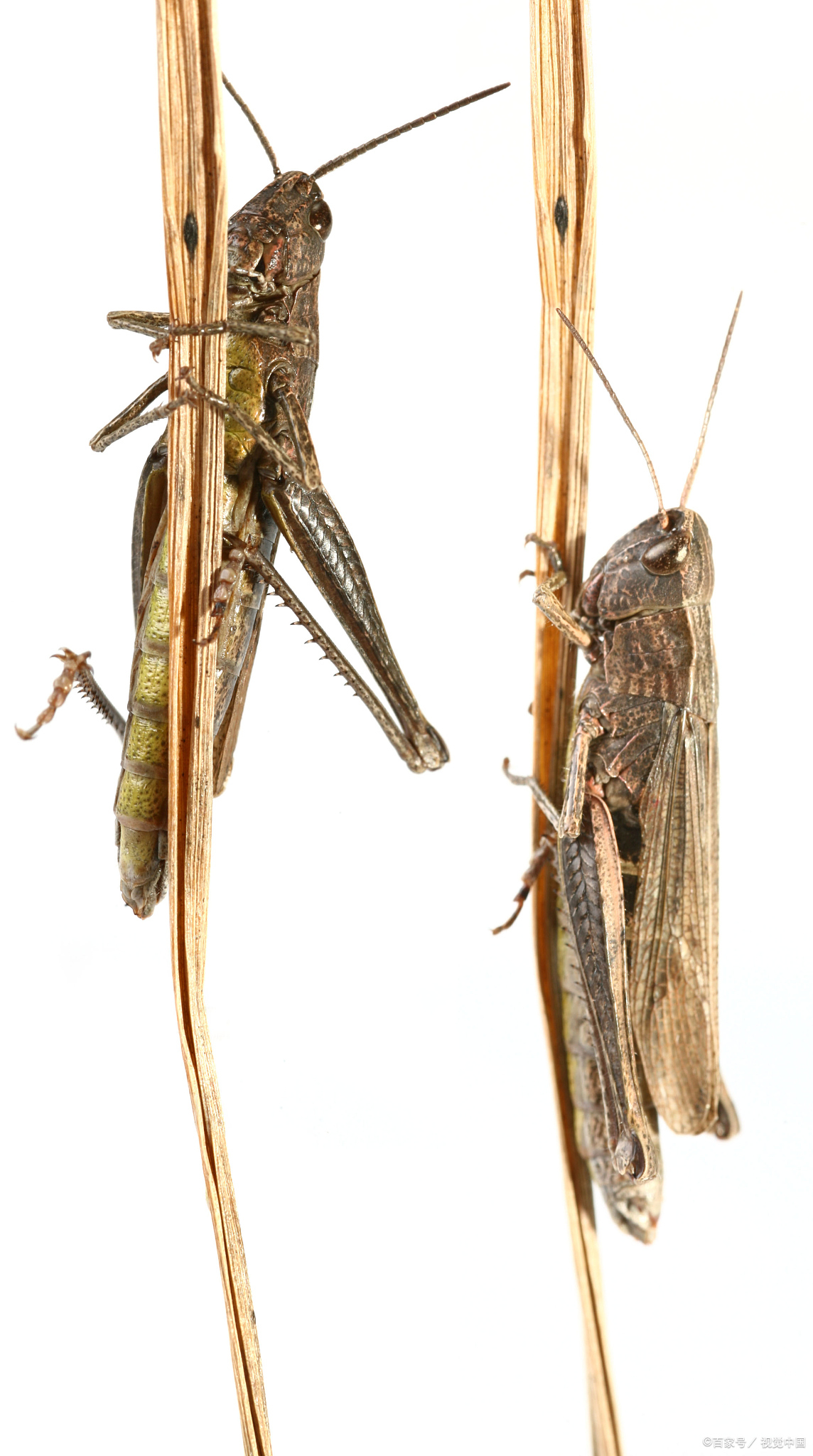 蝗虫:益虫还是害虫?