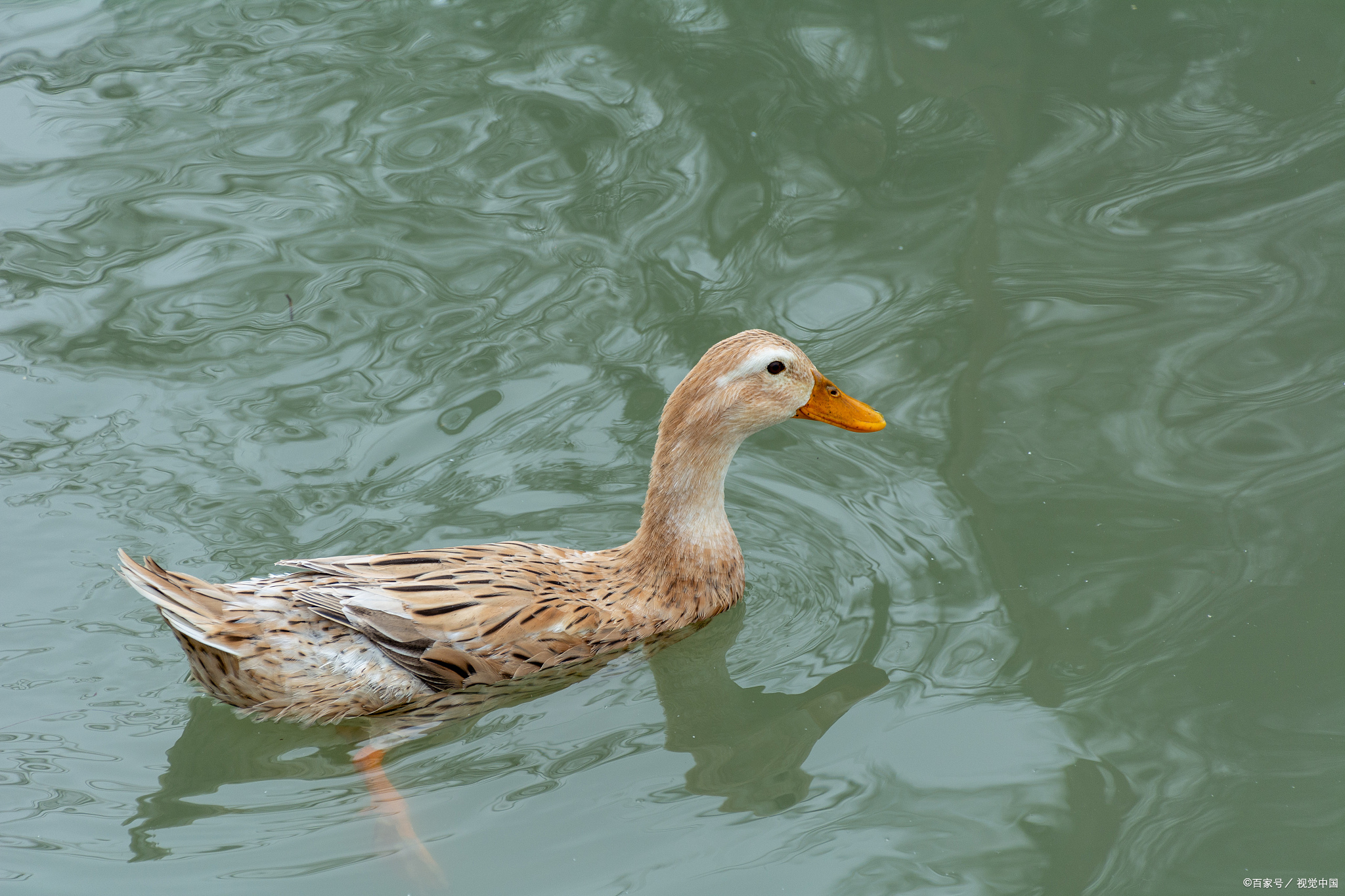 七律•麻花鸭,常见的鸭子,不常见的顺口溜!