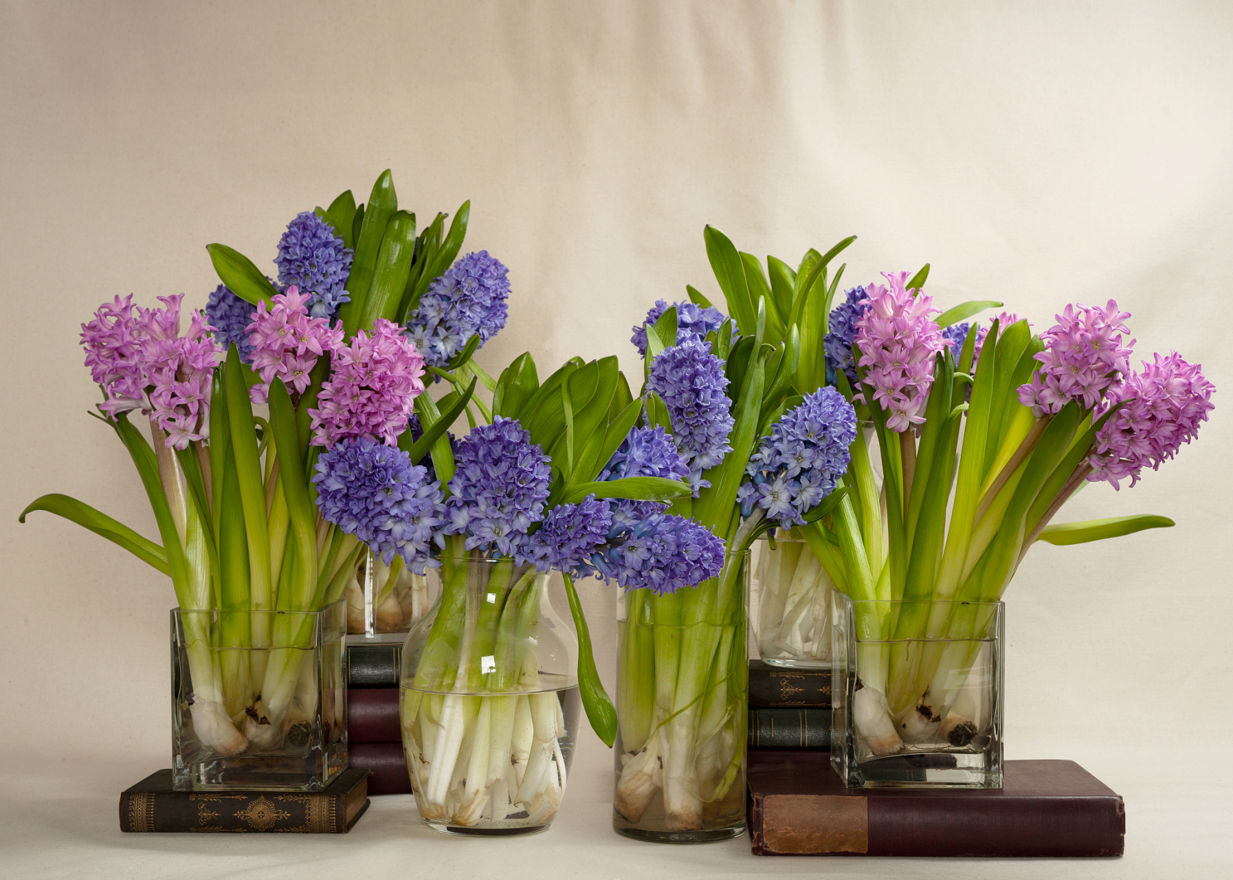 作文素材积累:坚韧的品质,执着的信念——风信子花语  风信子,这个