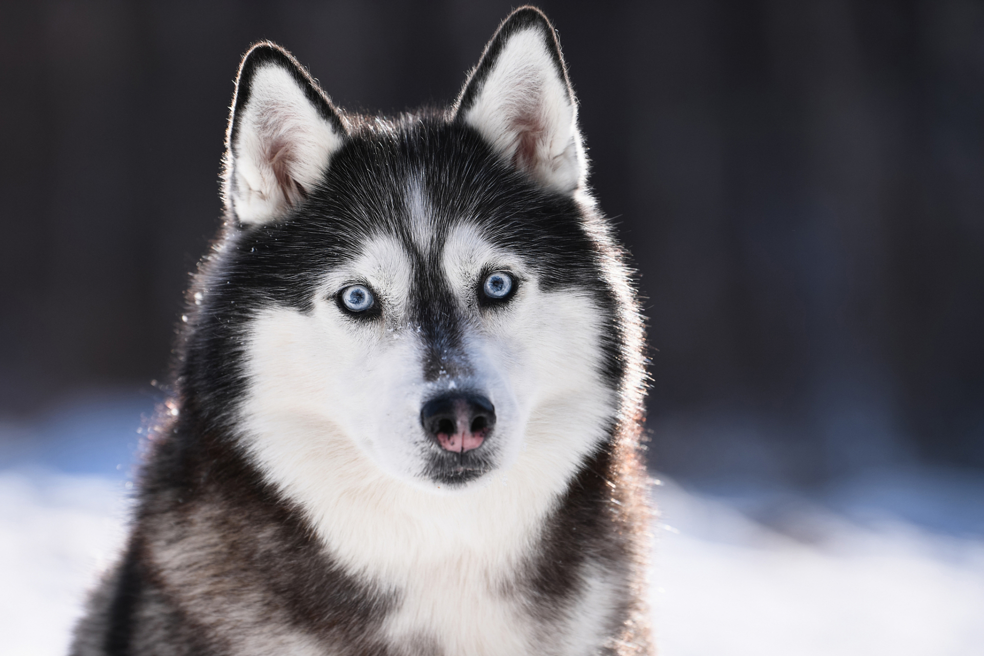 哈士奇犬和阿拉斯加犬虽然相似,但有很多不同之处.