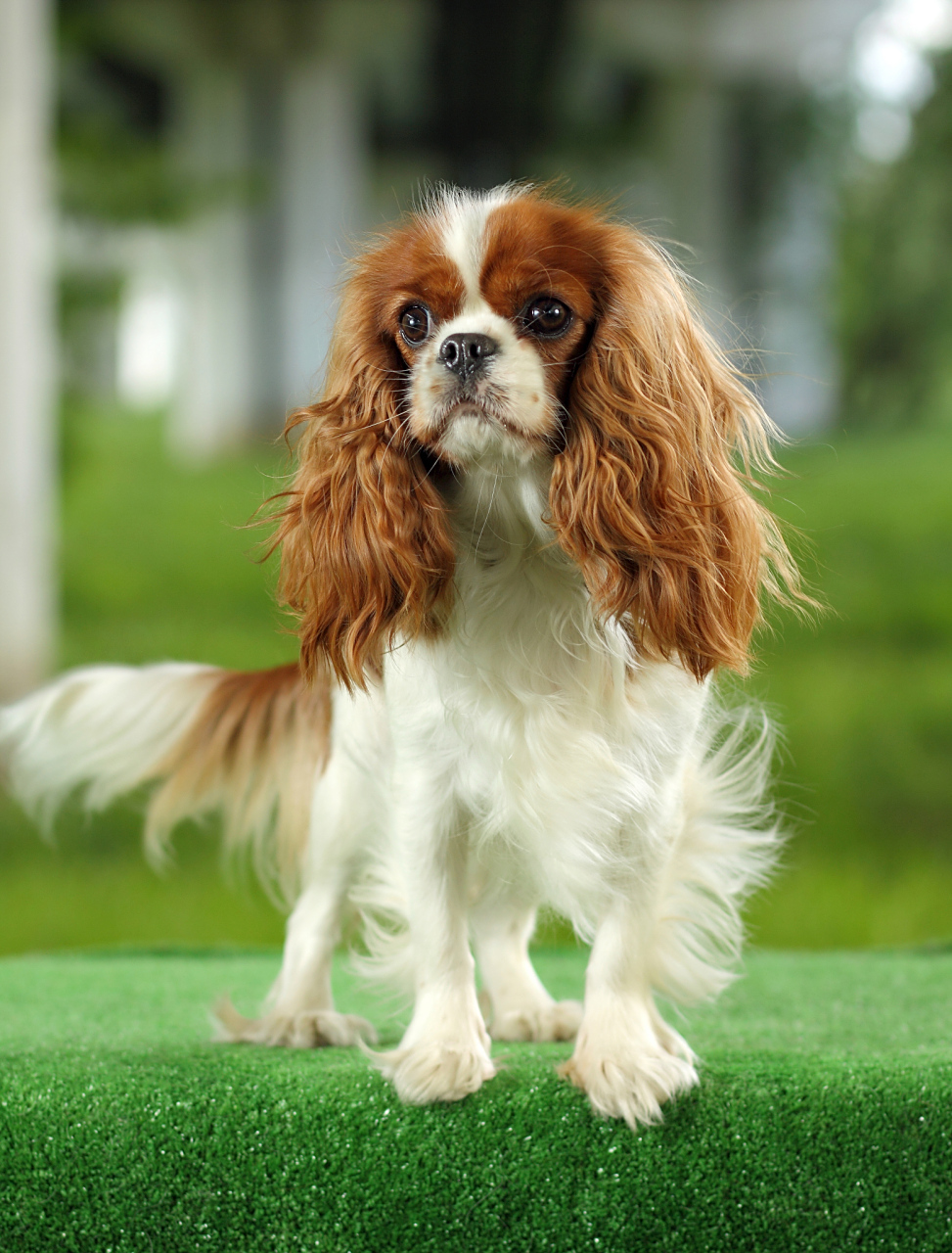 波利犬是一种受欢迎的犬种,以其聪明,忠诚和活泼的特性而闻名于世.