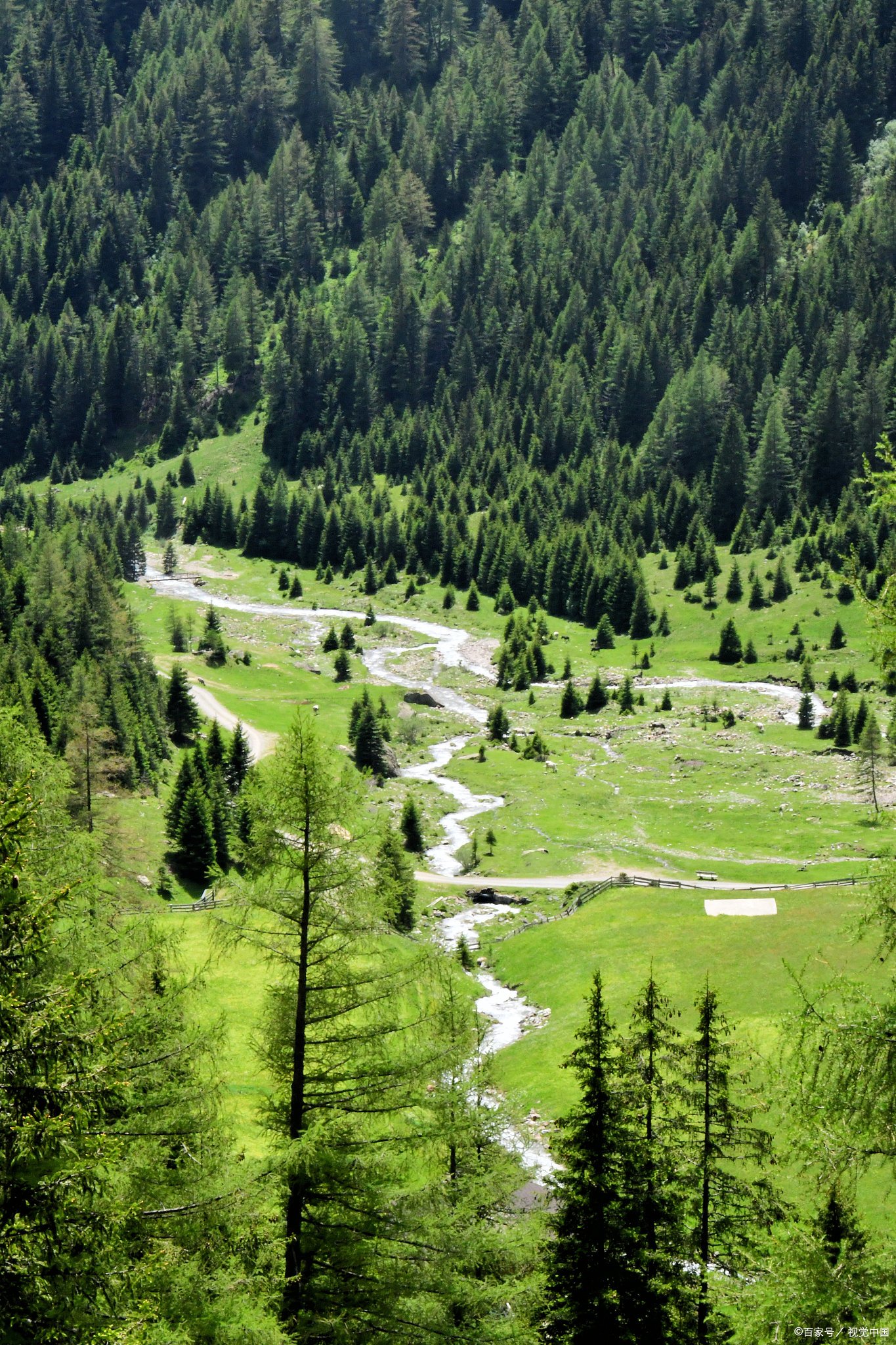 林芝鲁朗林海:西藏的江南秘境,自然与心灵的双重洗礼