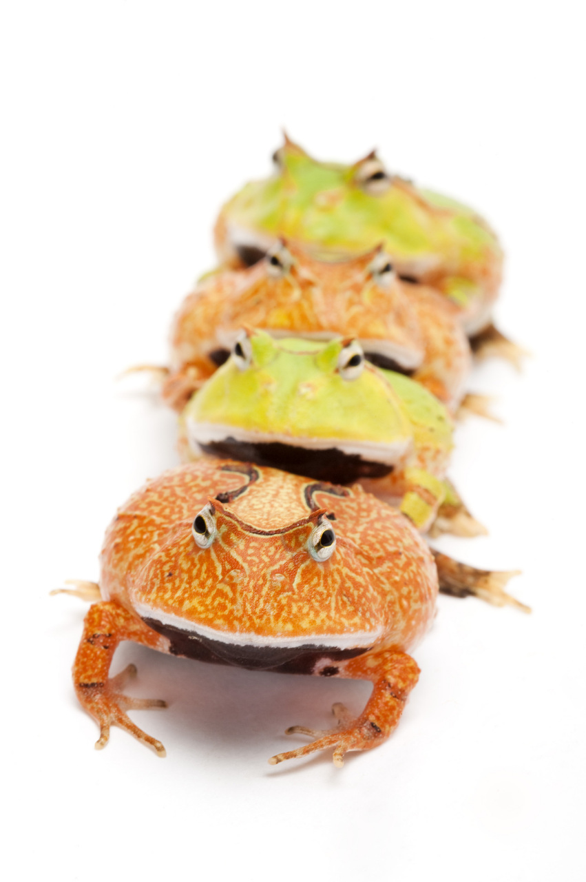 动态30天打卡挑战# 螃蟹和榴莲一起吃可能会引起腹痛,腹泻及消化鼓苘