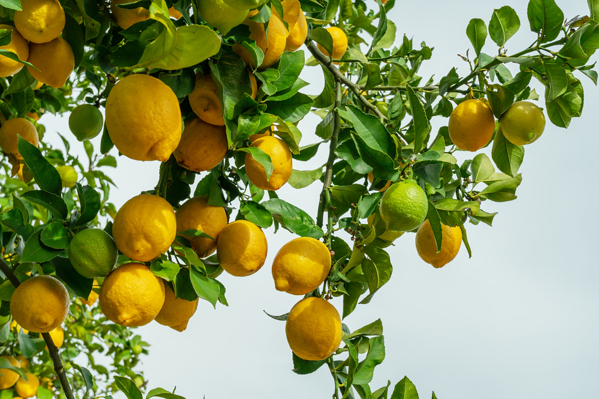 摘要:柠檬树新叶子皱黄可能是由于阳光不足,缺水,过度浇水,疾病或虫害