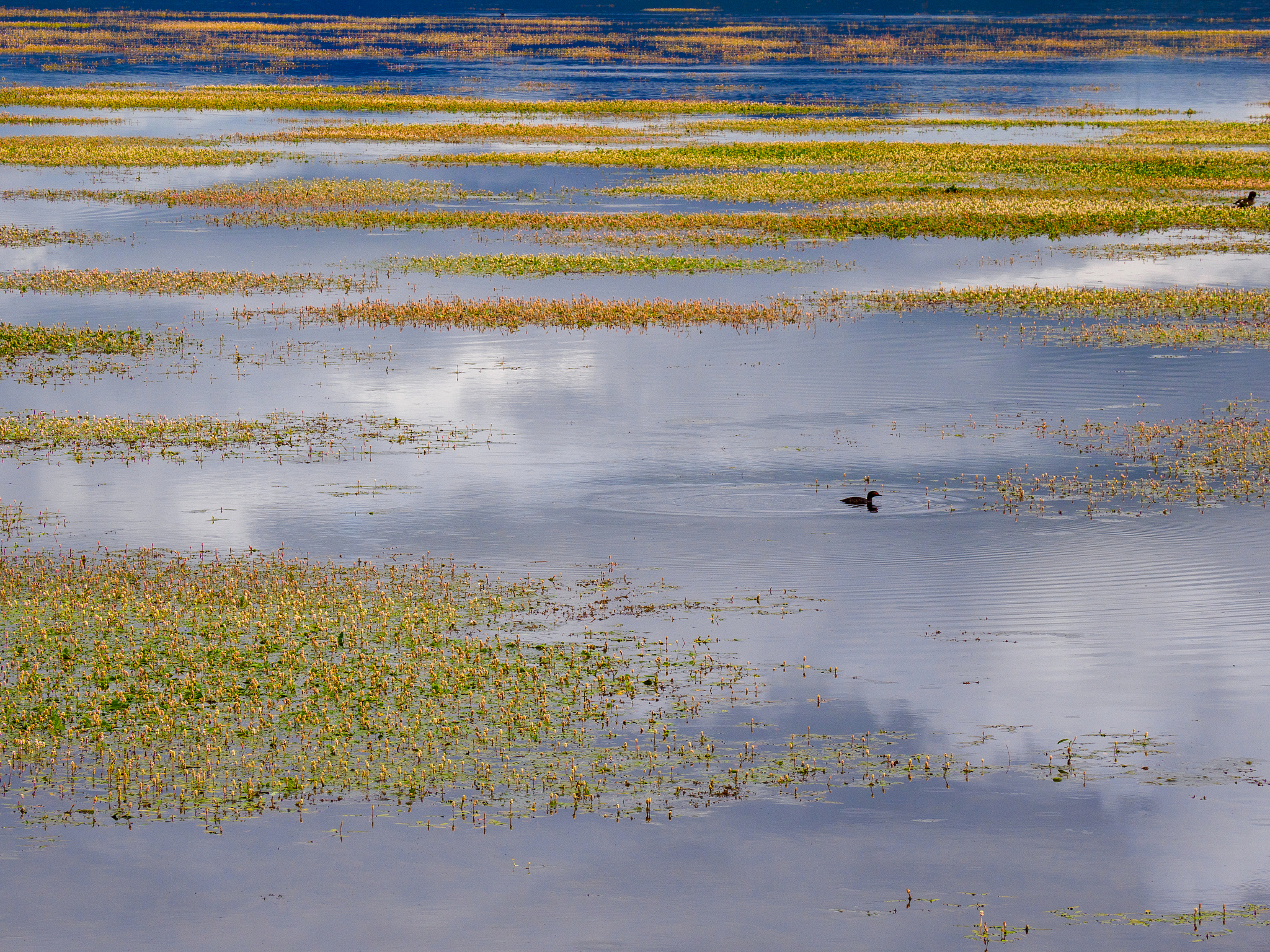毕节的草海,为何是候鸟的栖息地?