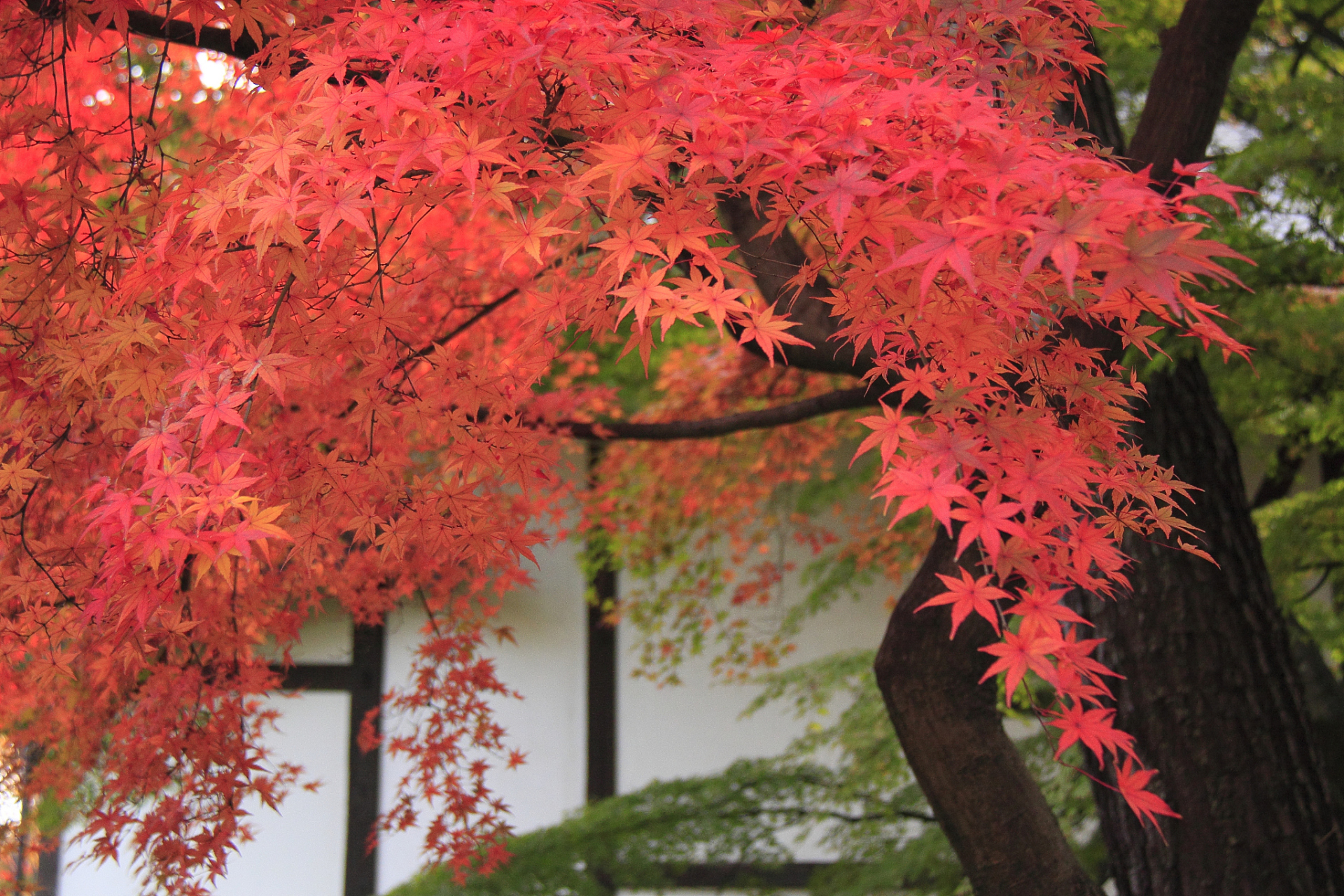 赏红枫是欣赏自然之美和感受不同文化与自然