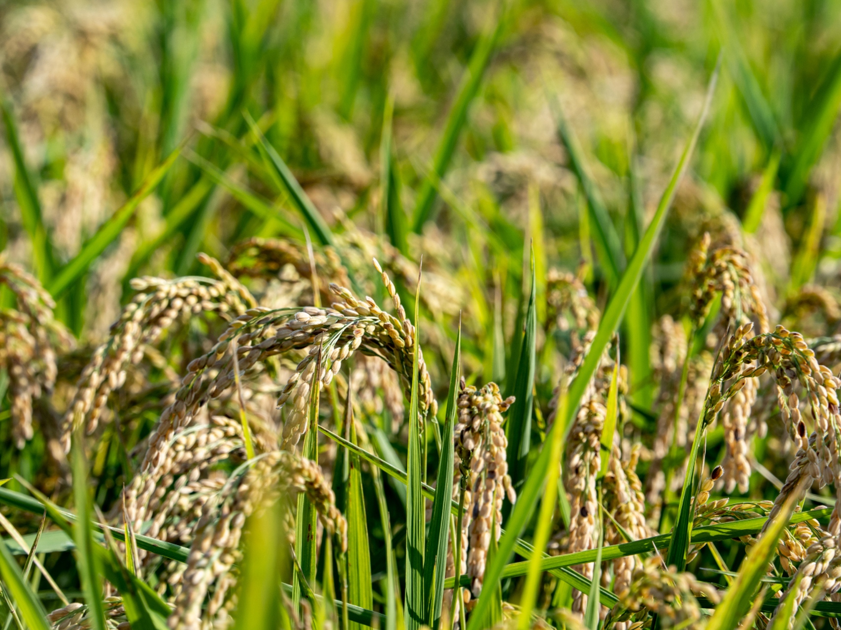东北大米厂家# 的水稻生长特点,水稻从抽穗到成熟的过程,包括开花期