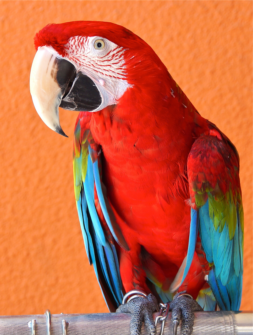 猩红金刚鹦鹉(ara macao)是一种大型黄,红,蓝新热带 鹦鹉,原产于美洲