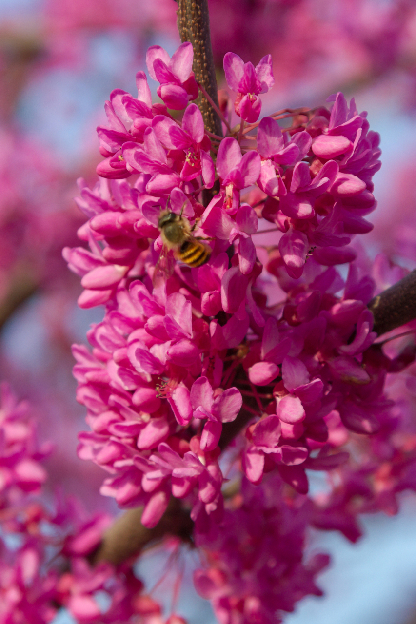 红色槐花与白色槐花虽同属槐花,但色彩,生长习性,观赏价值及文化内涵