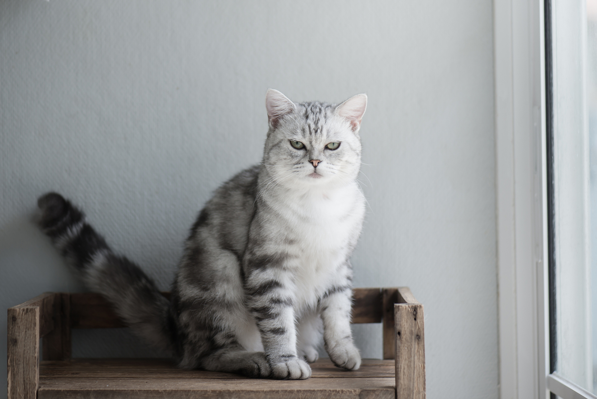 英国短毛猫是一种受欢迎的猫咪品种,其特点在于它们圆润的身体,短而