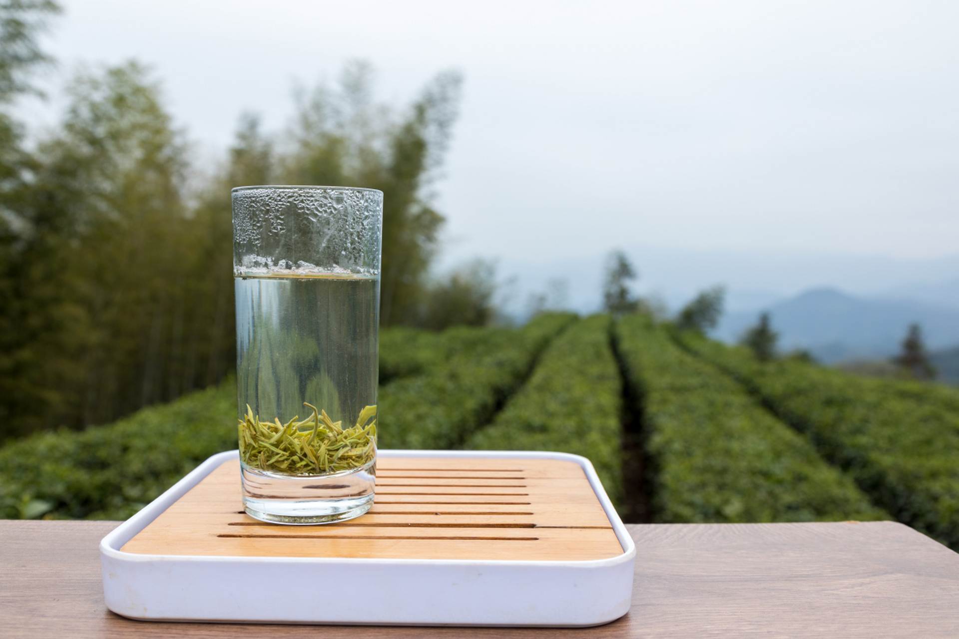 品绿茶,拜访牛人,增长见识 春天里的一抹绿意,从品绿茶开始.