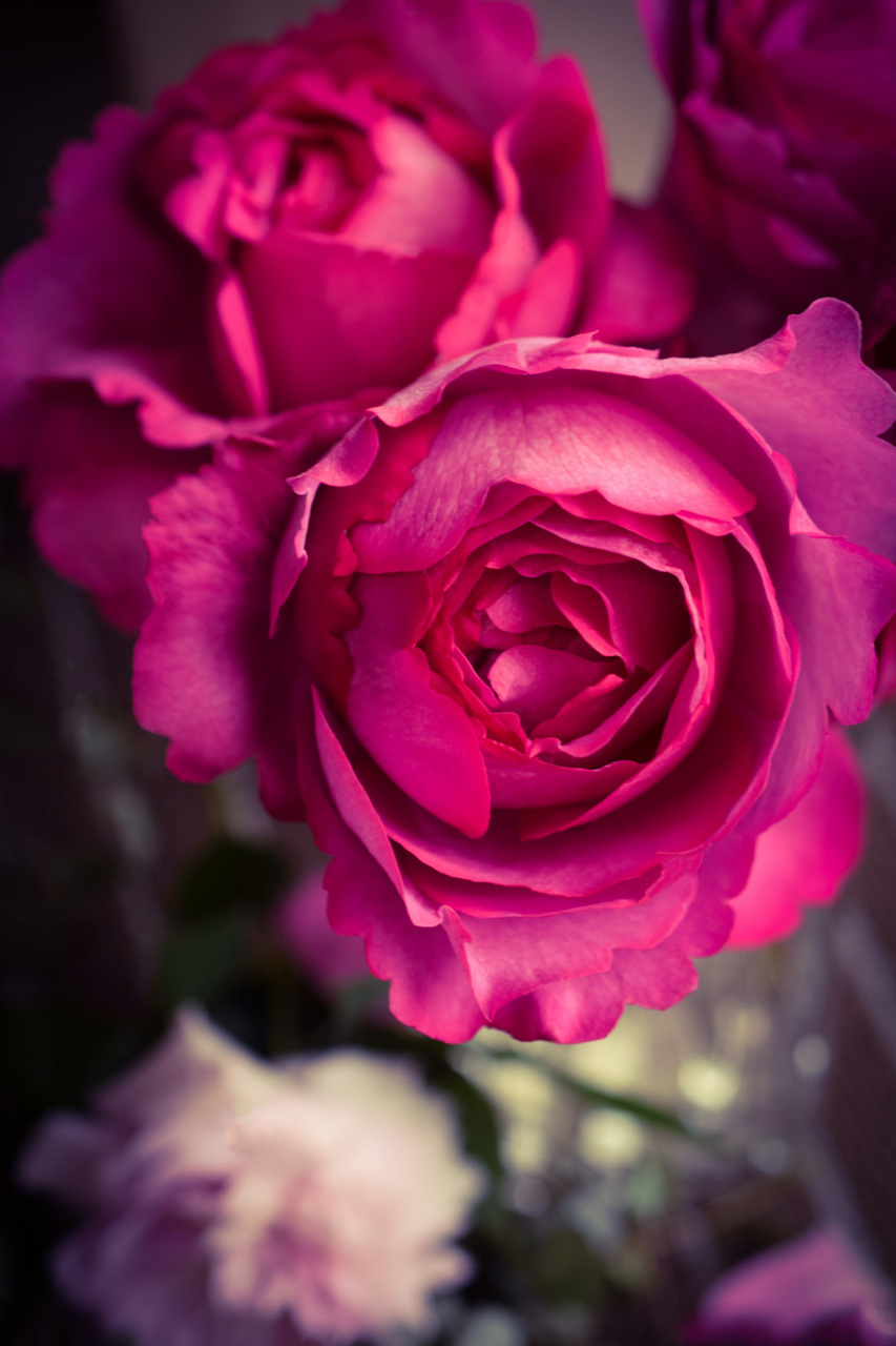 粉玫瑰的花语是温柔的恋情,感动,爱的宣言和铭记于心,代表一种细腻的